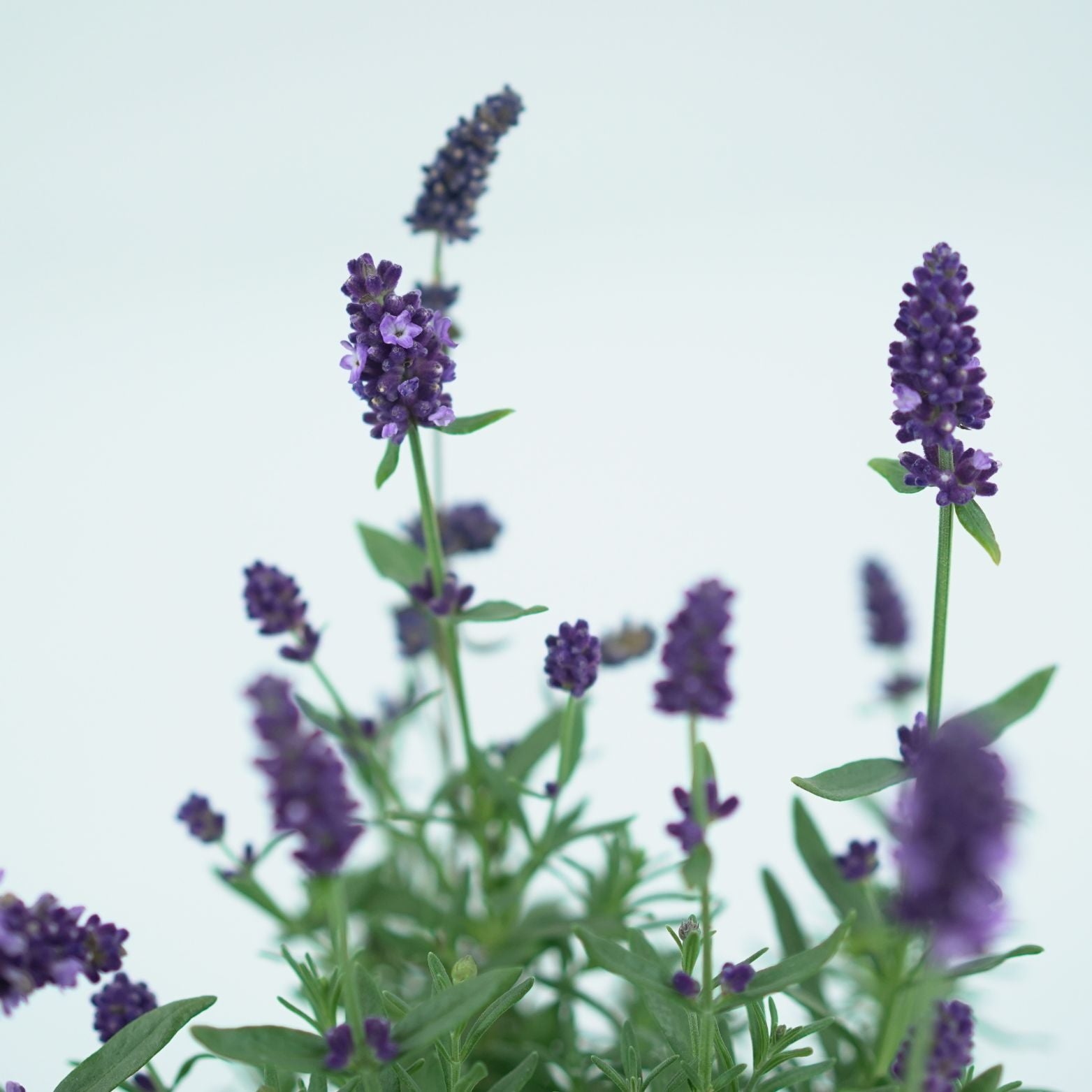 LAVANDULA ANGUSTIFOLIA 'BLUE SCENT' Lawenda wąskolistna