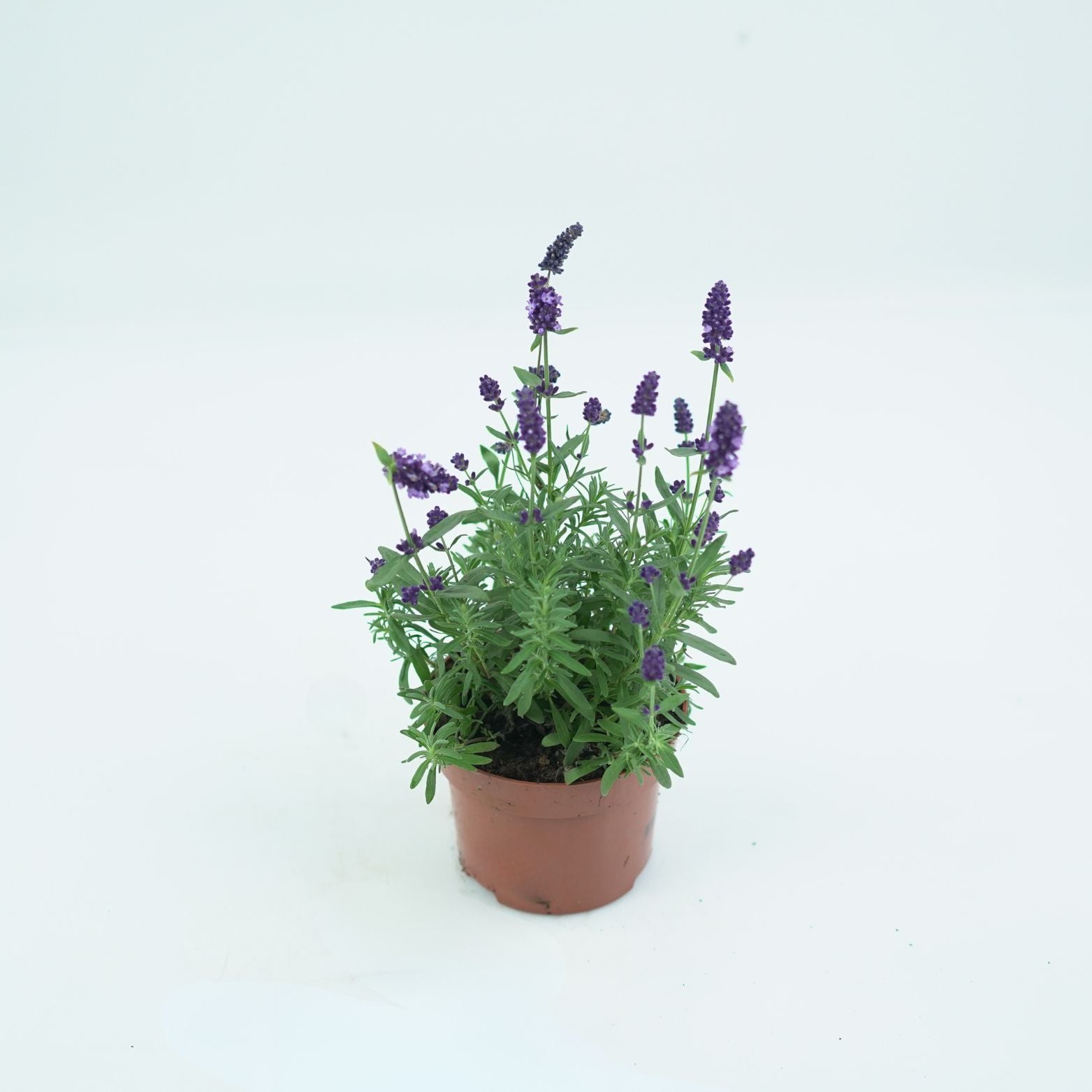 LAVANDULA ANGUSTIFOLIA 'BLUE SCENT' Lawenda wąskolistna