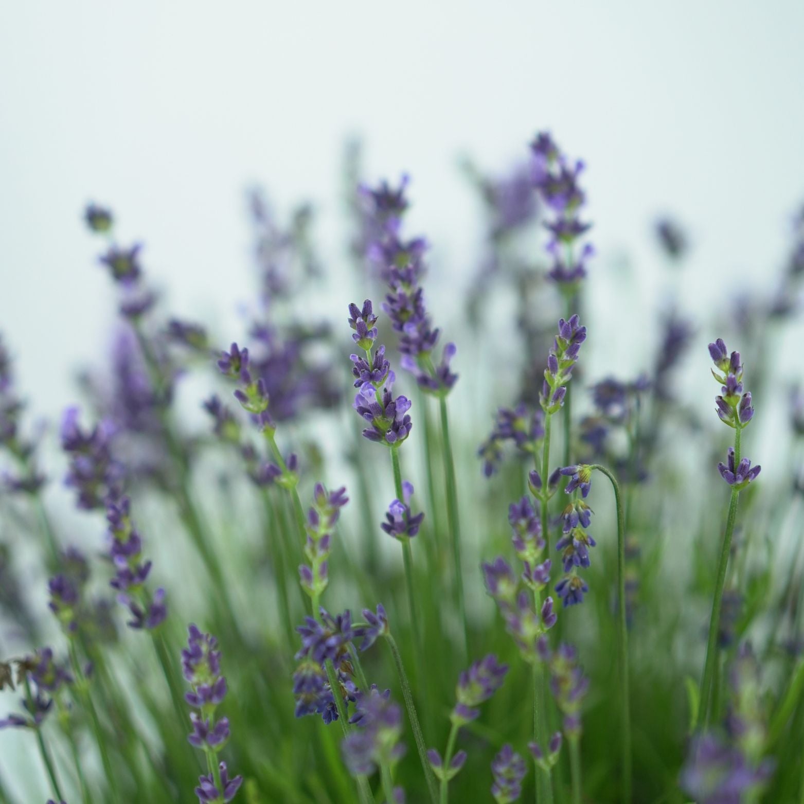 LAVANDULA ANGUSTIFOLIA 'ESSENCE PURPLE' Lawenda wąskolistna