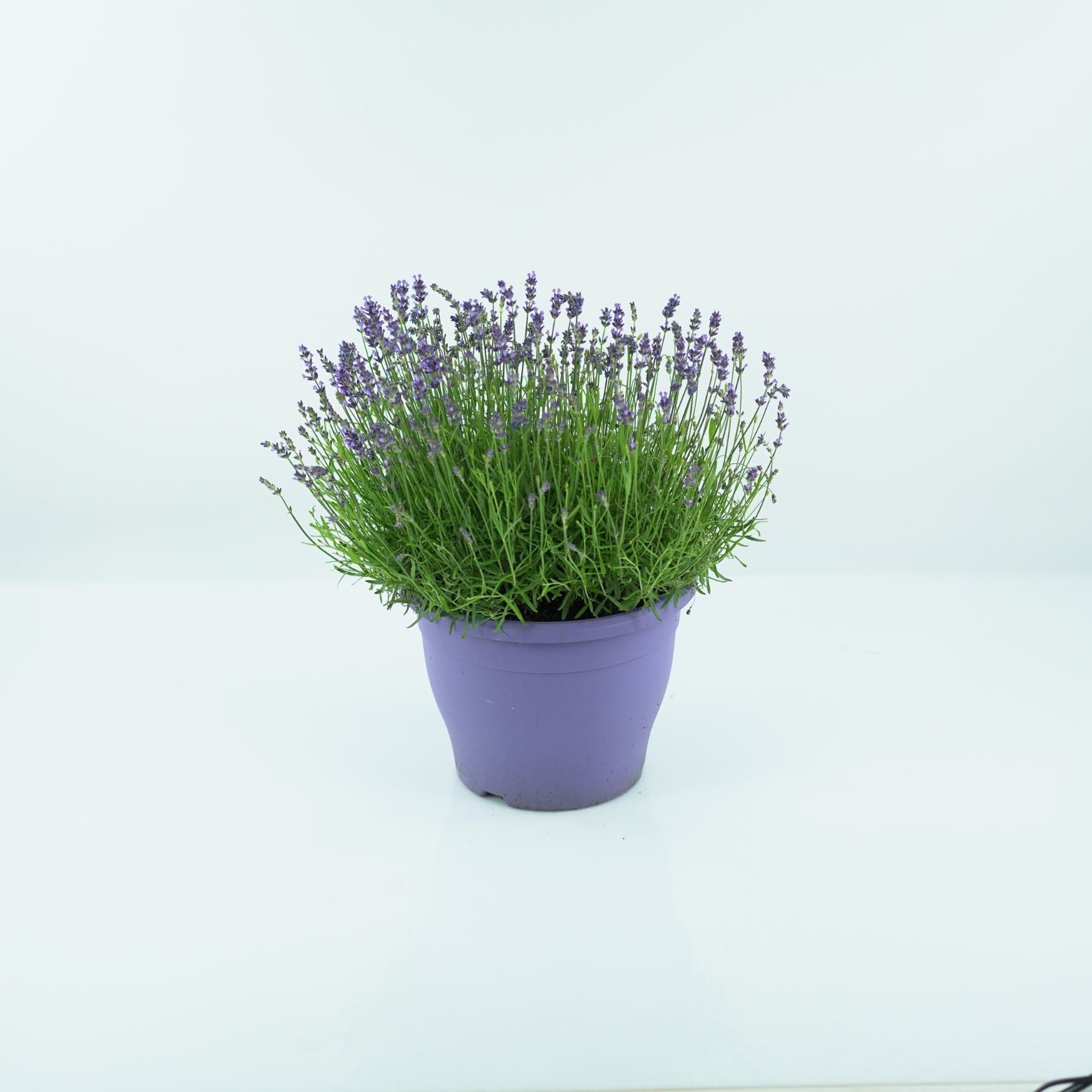 LAVANDULA ANGUSTIFOLIA 'ESSENCE PURPLE' Lawenda wąskolistna