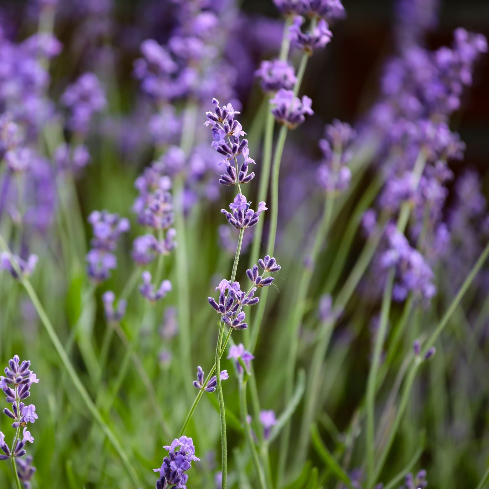 LAVANDULA ANGUSTIFOLIA 'Hidcote Blue Strain' Lawenda wąskolistna