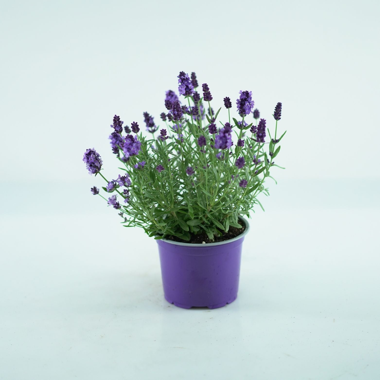 LAVANDULA ANGUSTIFOLIA Lawenda wąskolistna