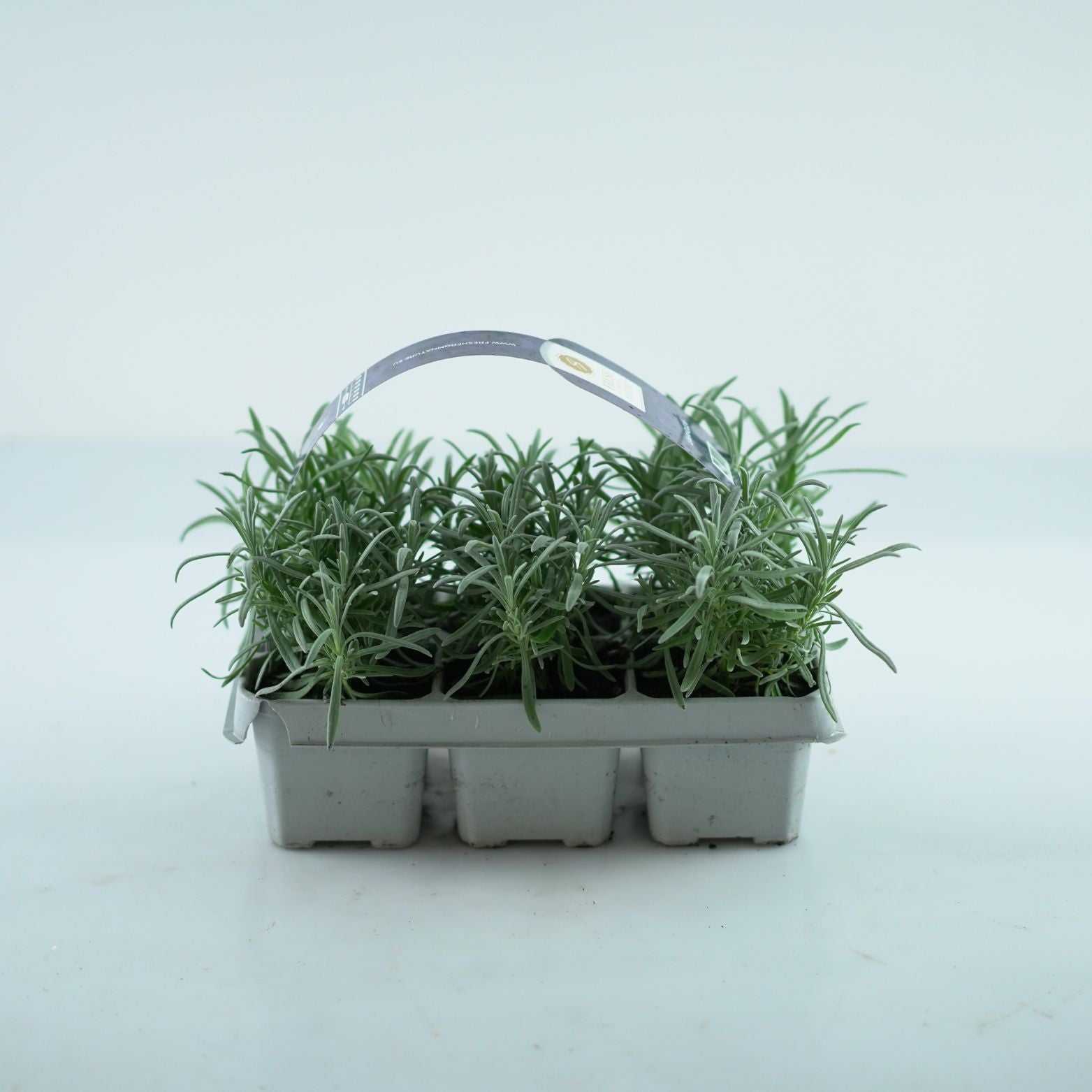 LAVANDULA ANGUSTIFOLIA Lawenda wąskolistna