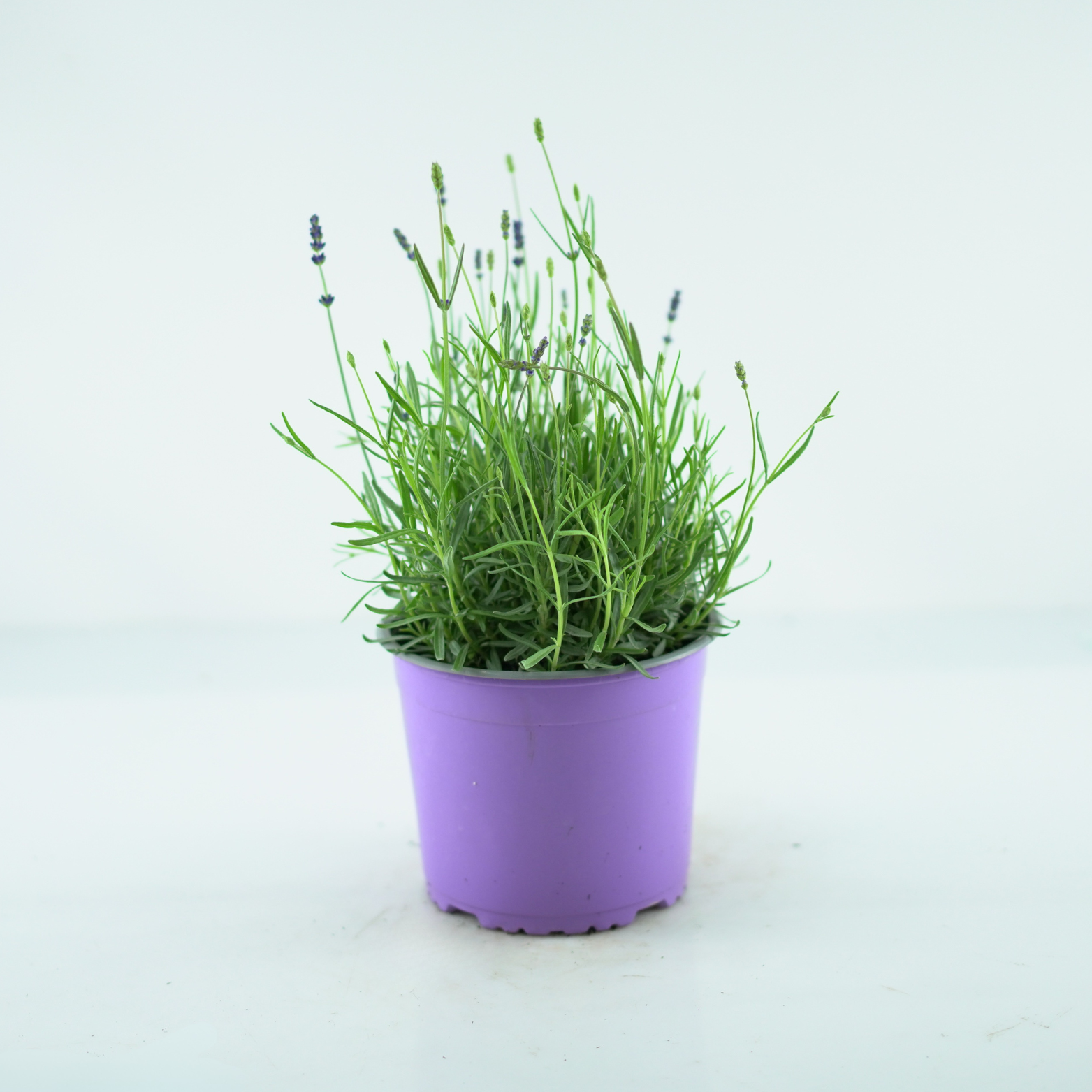 LAVANDULA ANGUSTIFOLIA Lawenda wąskolistna