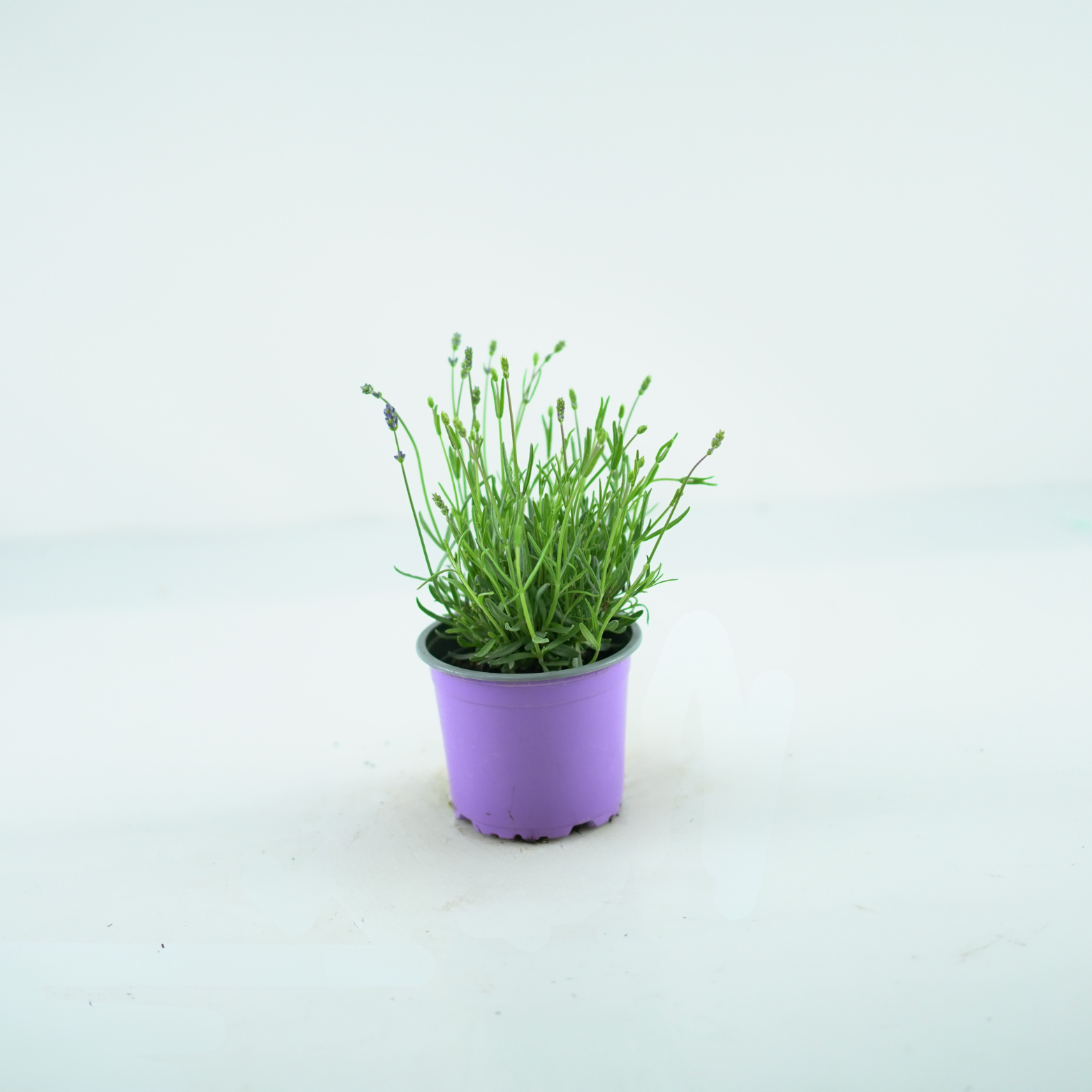 LAVANDULA ANGUSTIFOLIA Lawenda wąskolistna
