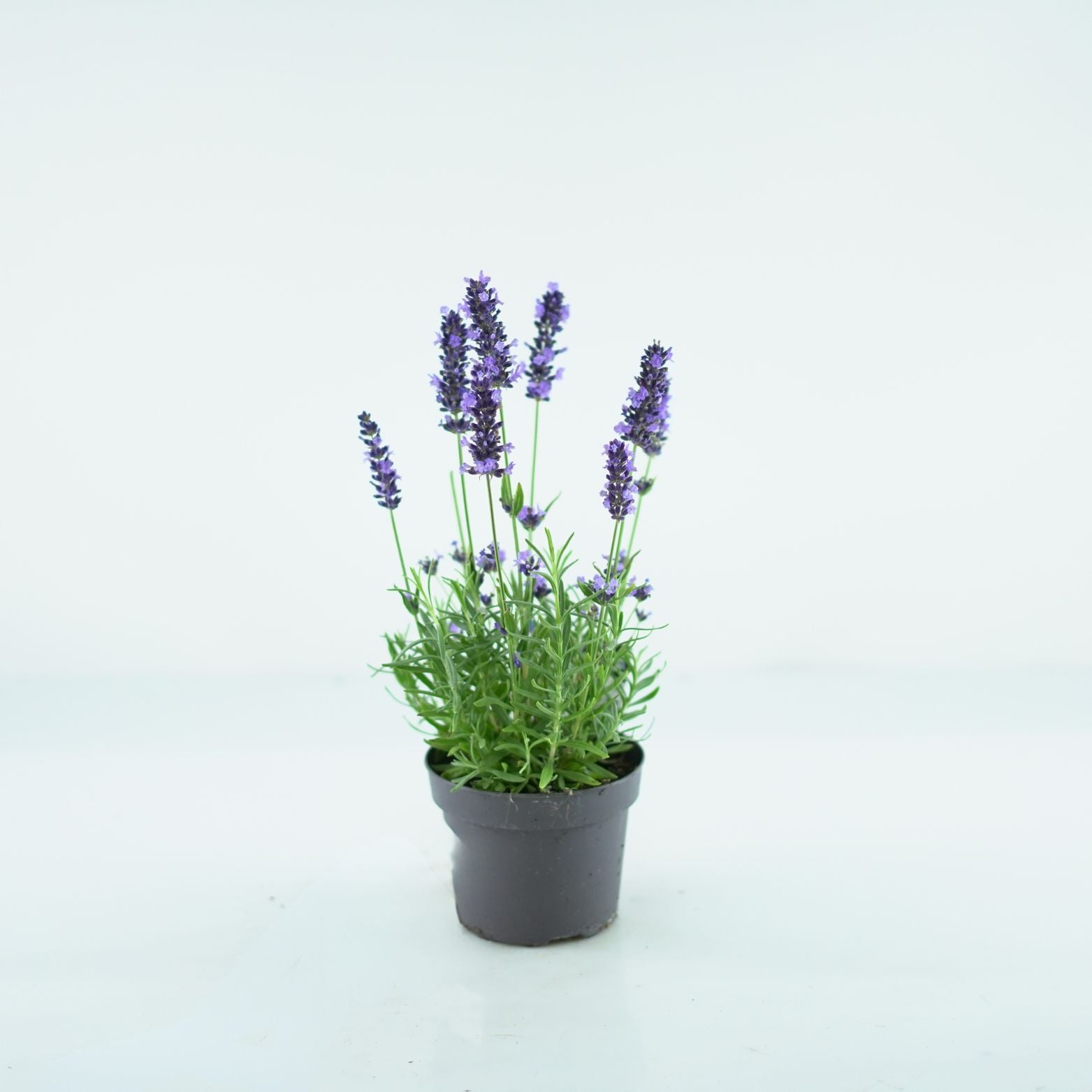 LAVANDULA ANGUSTIFOLIA 'SPEAR BLUE' Lawenda wąskolistna