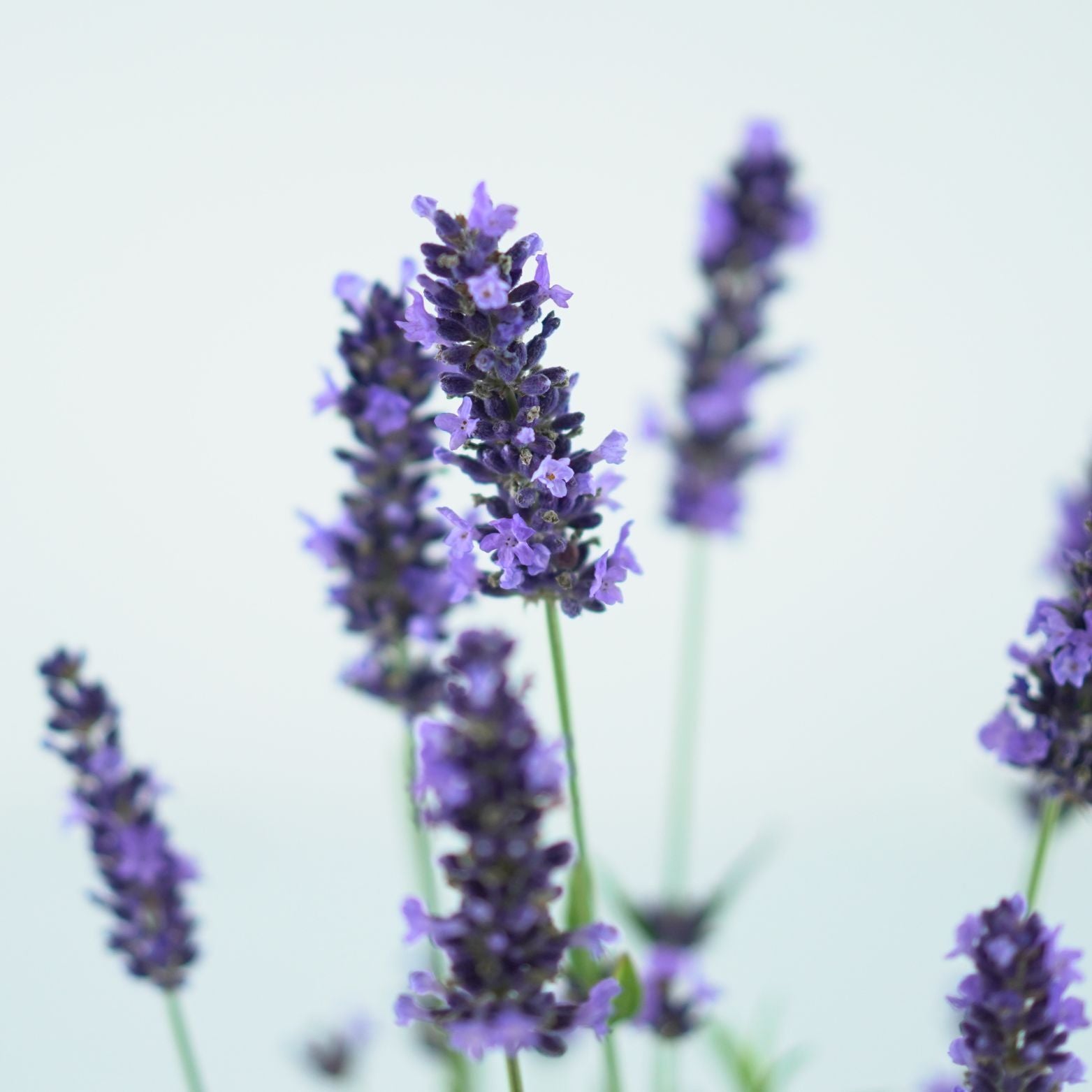 LAVANDULA ANGUSTIFOLIA 'SPEAR BLUE' Lawenda wąskolistna