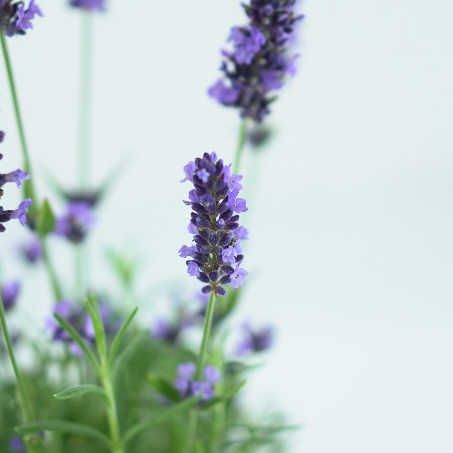LAVANDULA ANGUSTIFOLIA 'SPEAR BLUE' Lawenda wąskolistna
