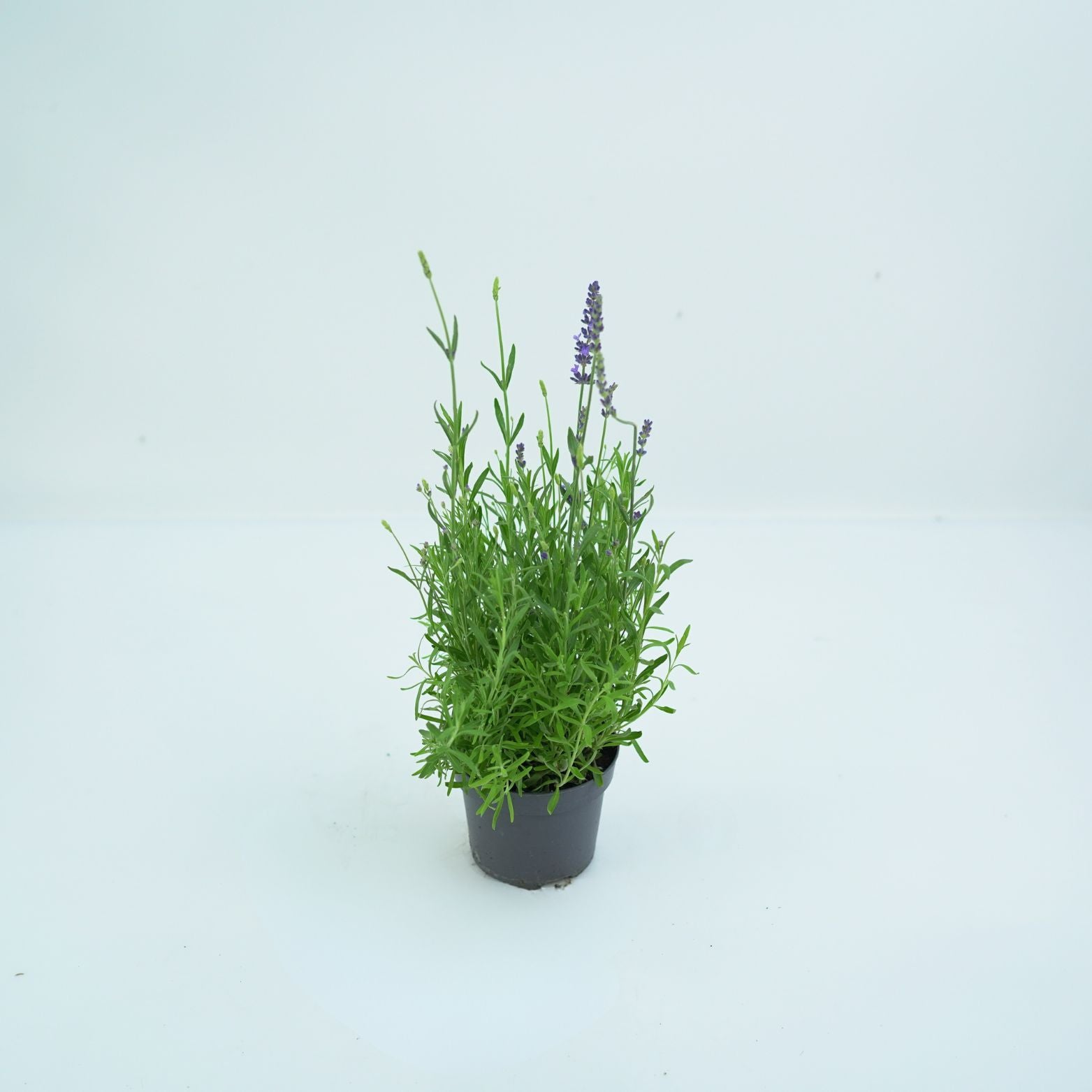 LAVANDULA ANGUSTIFOLIA 'SPEAR BLUE' Lawenda wąskolistna