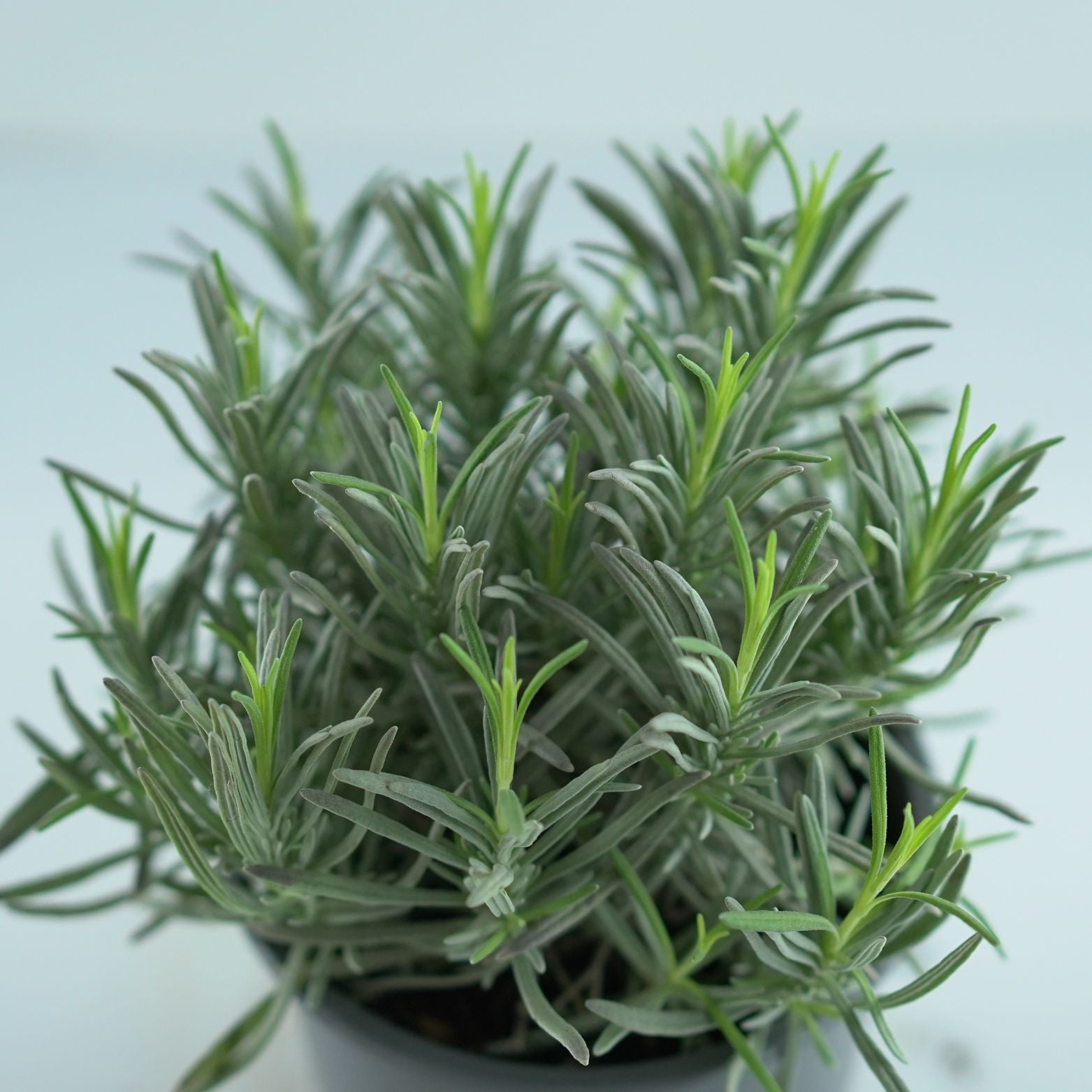 LAVANDULA INTERMEDIA 'Grosso' Lawenda pośrednia