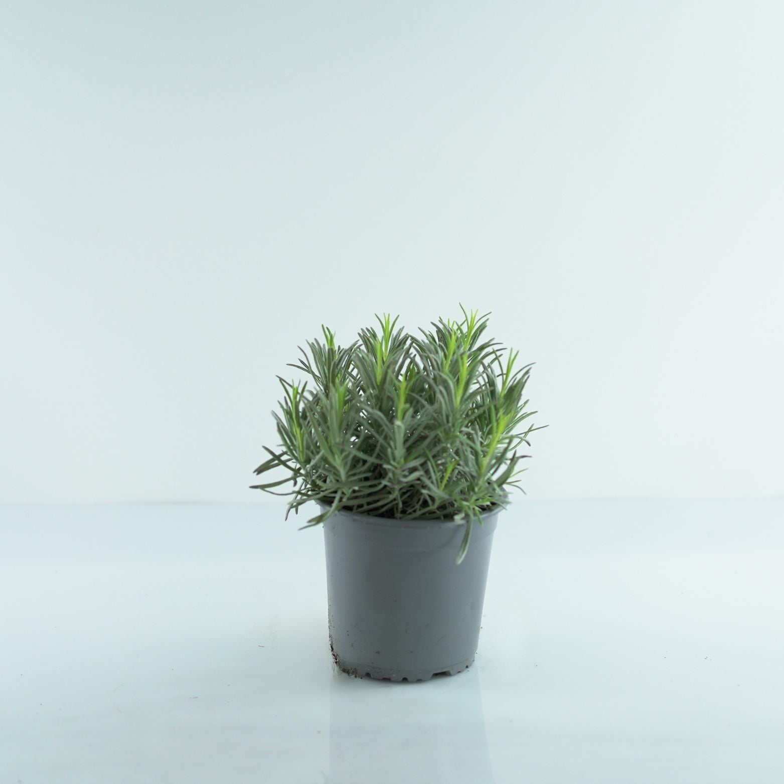LAVANDULA INTERMEDIA 'Grosso' Lawenda pośrednia