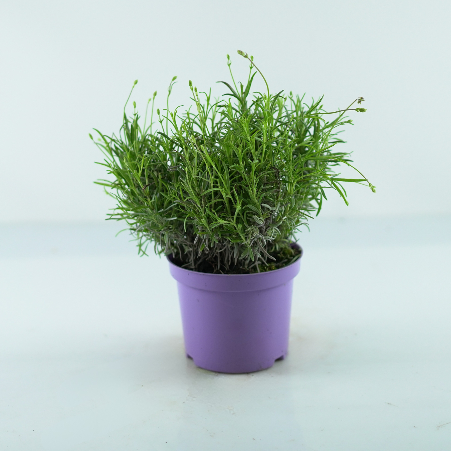 LAVANDULA 'MUNSTEAD' Lawenda wąskolistna