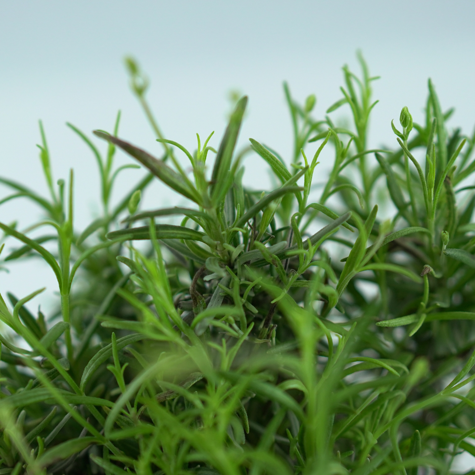 LAVANDULA 'MUNSTEAD' Lawenda wąskolistna