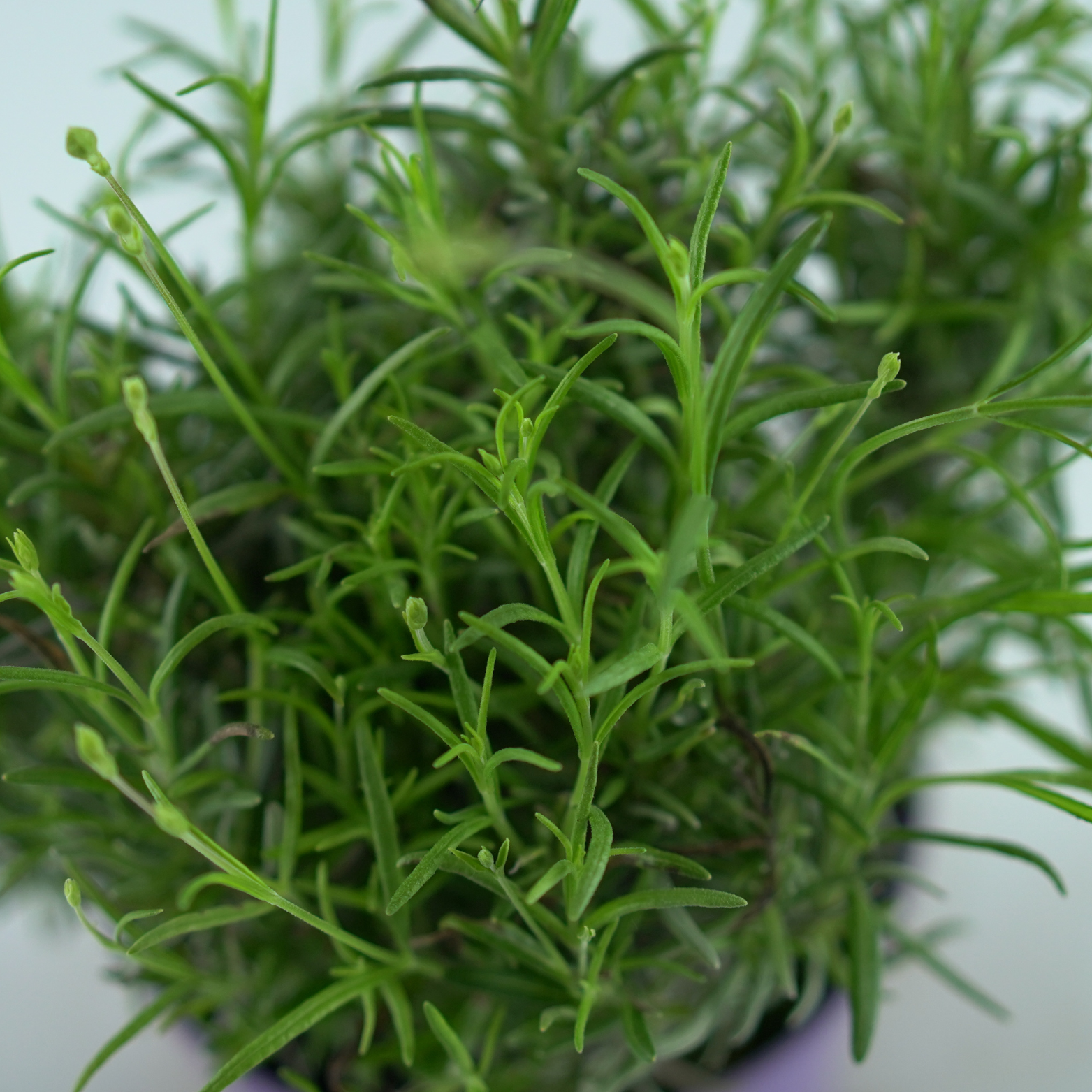 LAVANDULA 'MUNSTEAD' Lawenda wąskolistna