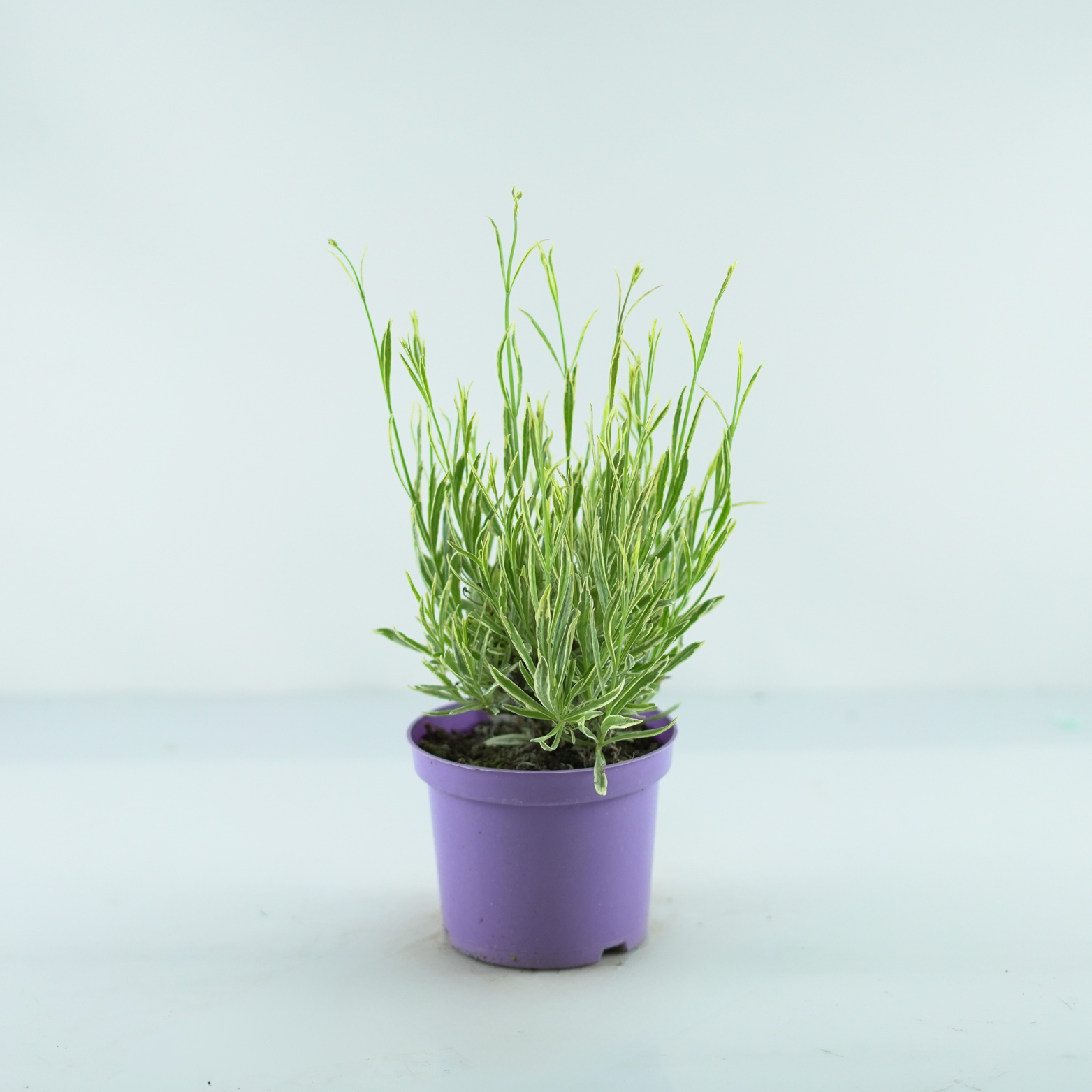 LAVANDULA 'PLATINUM BLONDE' Lawenda wąskolistna