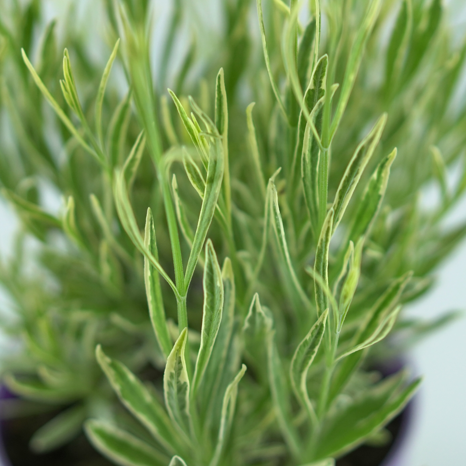 LAVANDULA 'PLATINUM BLONDE' Lawenda wąskolistna