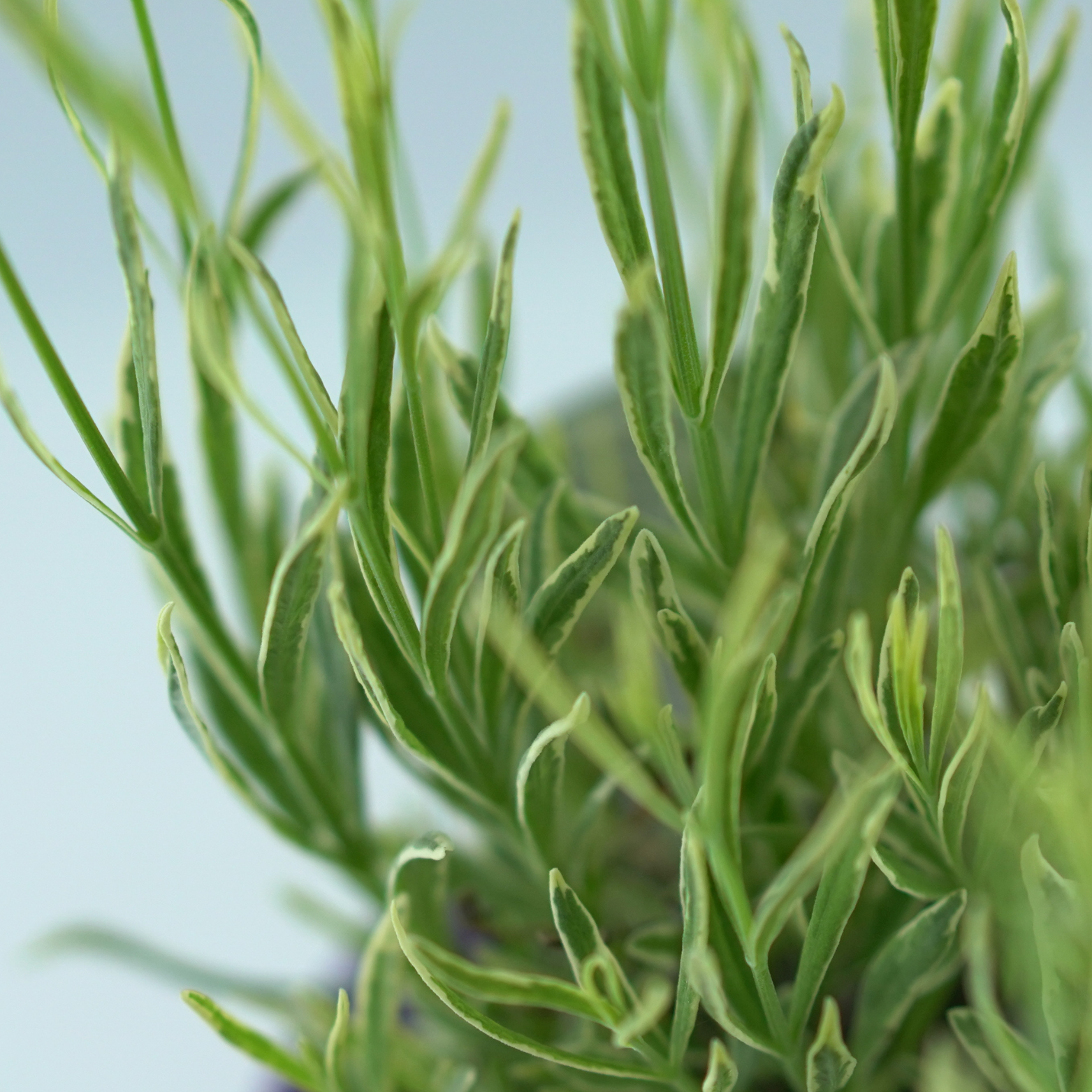 LAVANDULA 'PLATINUM BLONDE' Lawenda wąskolistna