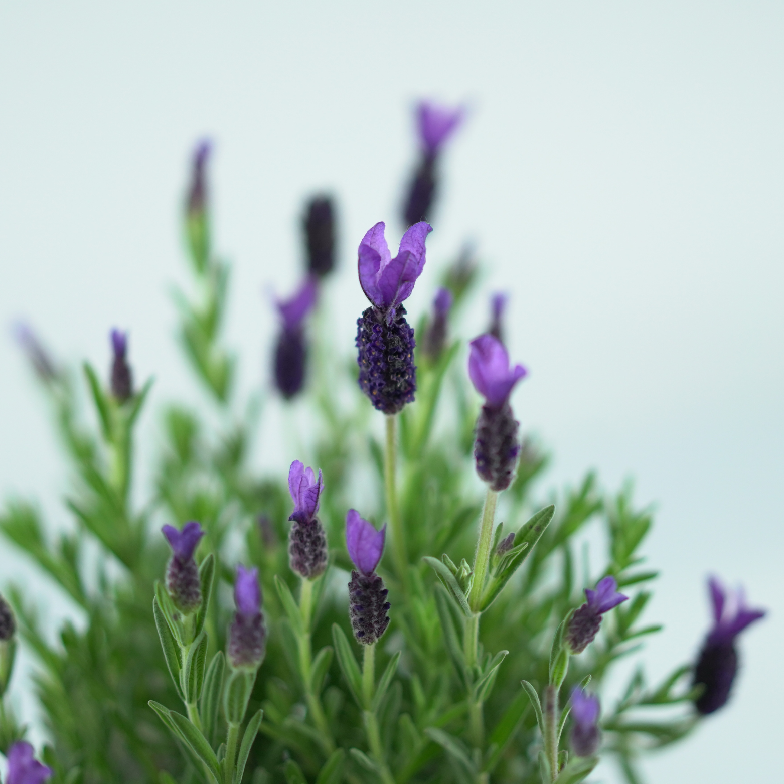 LAVANDULA STOECHAS 'Anouk' Lawenda francuska