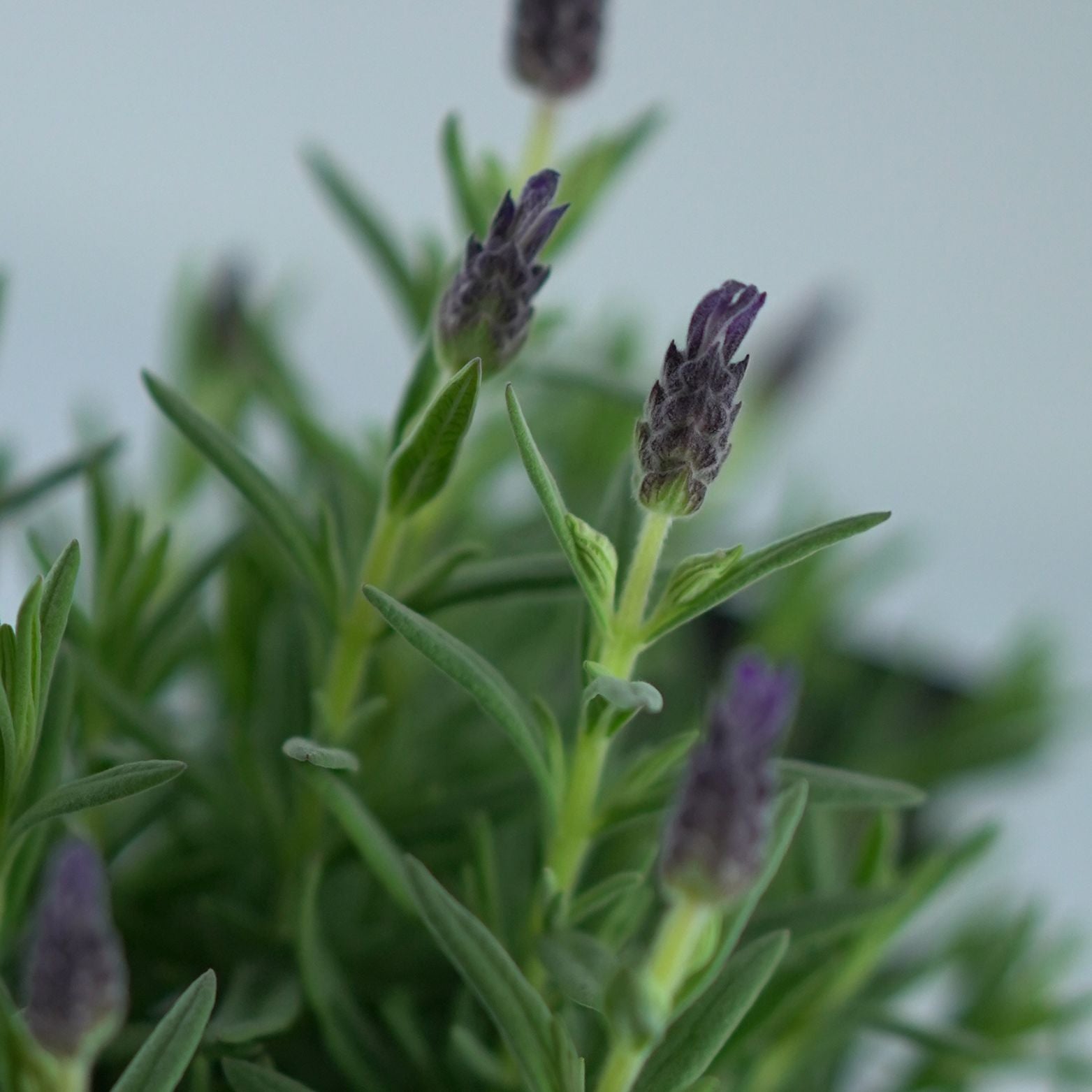 LAVANDULA STOECHAS 'Great Adventure' Lawenda francuska