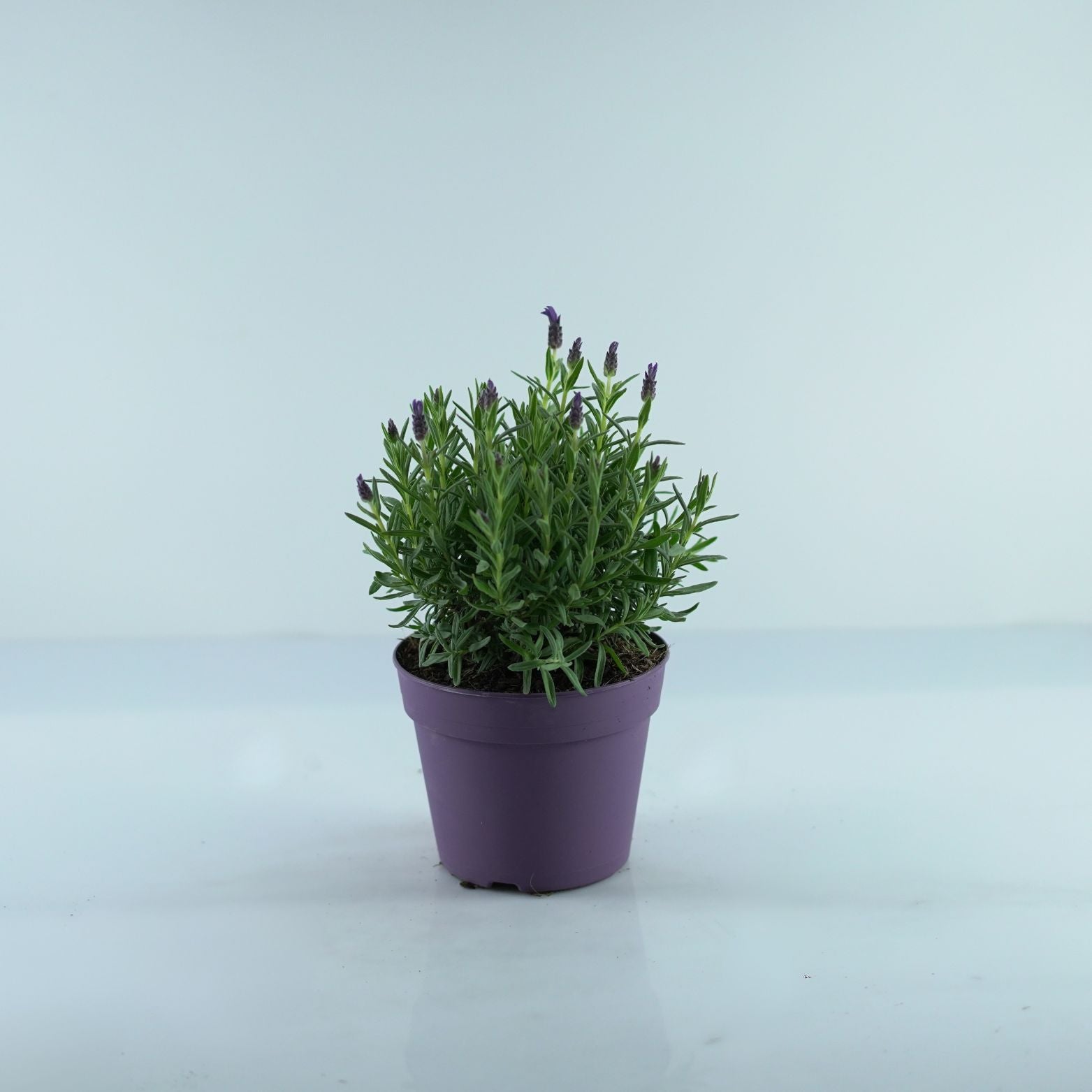 LAVANDULA STOECHAS 'Great Adventure' Lawenda francuska