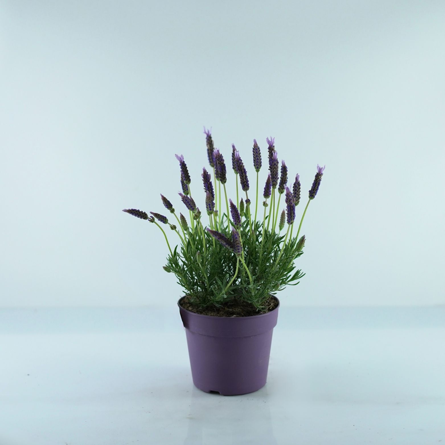 LAVANDULA STOECHAS 'Lusi Pink' Lawenda francuska