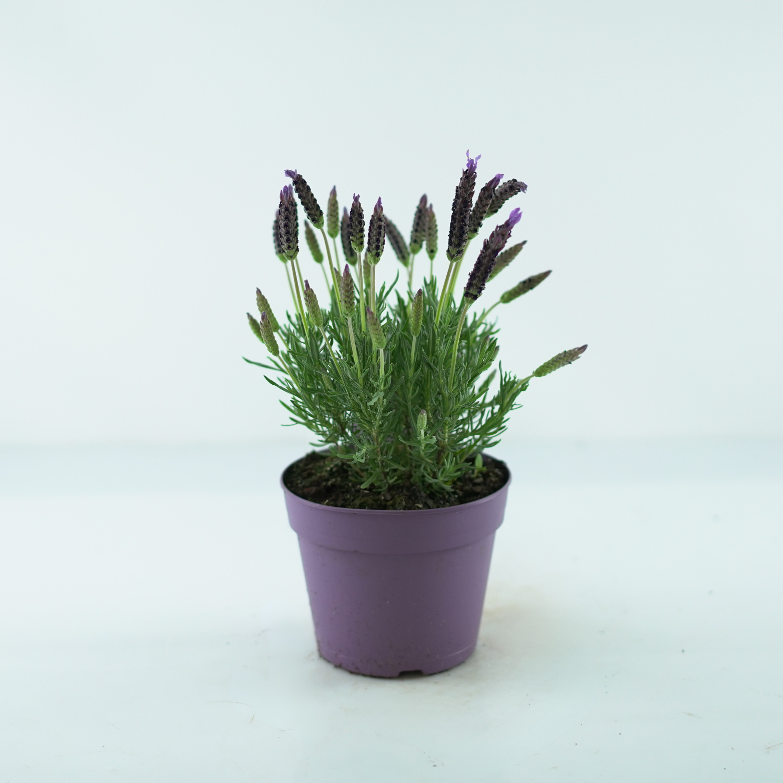 LAVANDULA STOECHAS 'Lusi Pink' Lawenda francuska