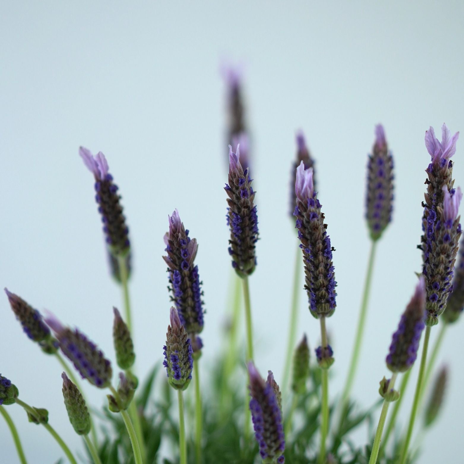 LAVANDULA STOECHAS 'Lusi Pink' Lawenda francuska