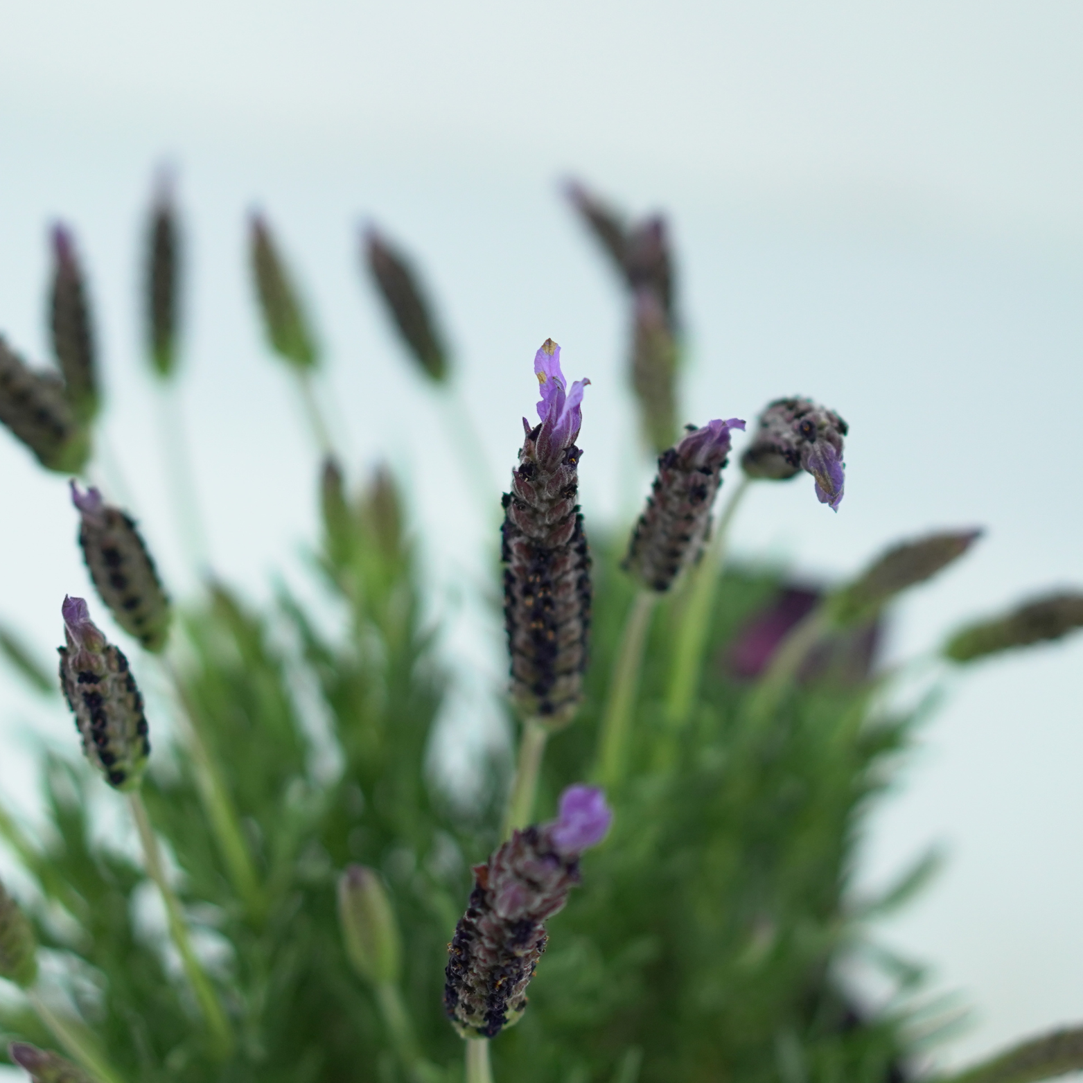 LAVANDULA STOECHAS 'Lusi Pink' Lawenda francuska