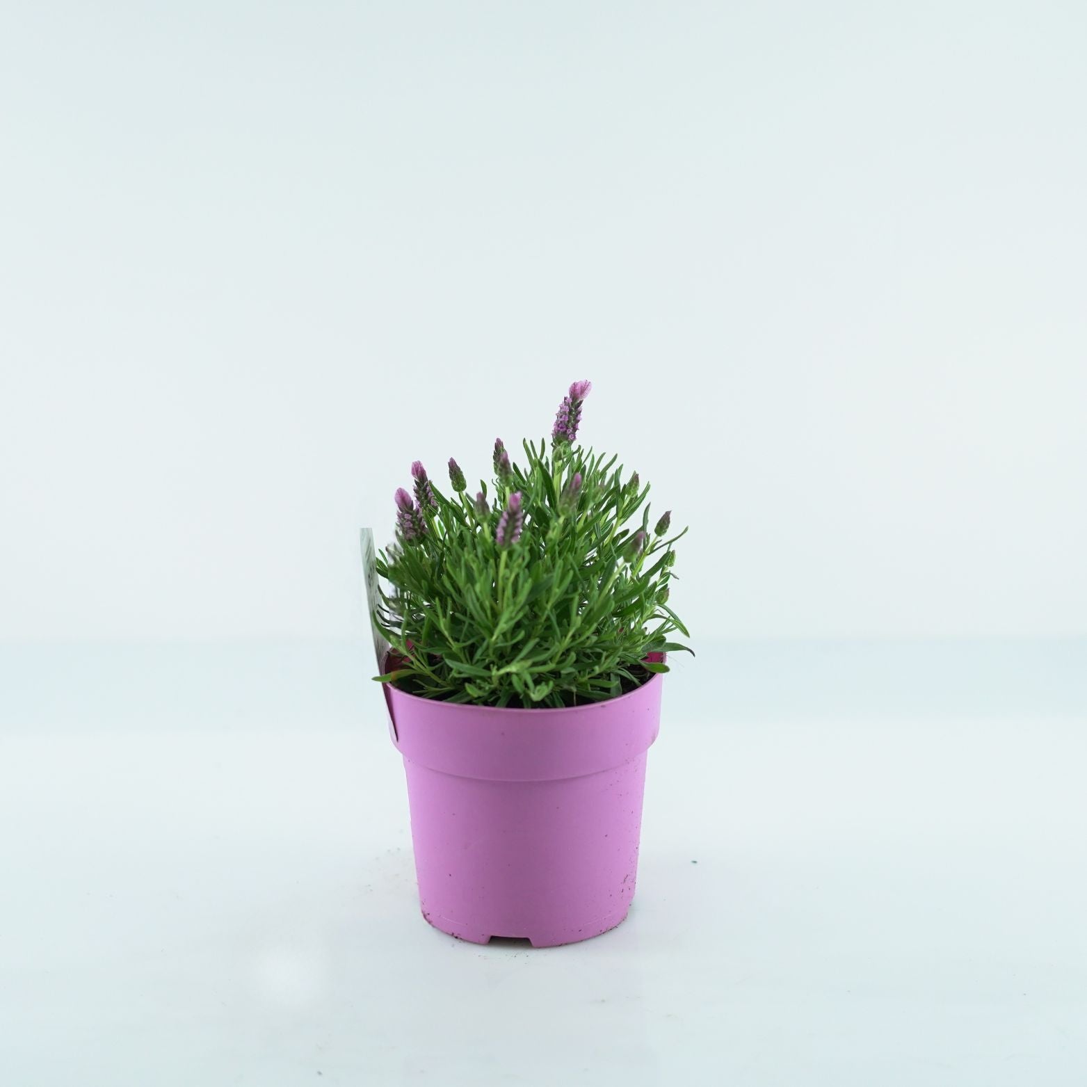 LAVANDULA STOECHAS 'PINK' Lawenda