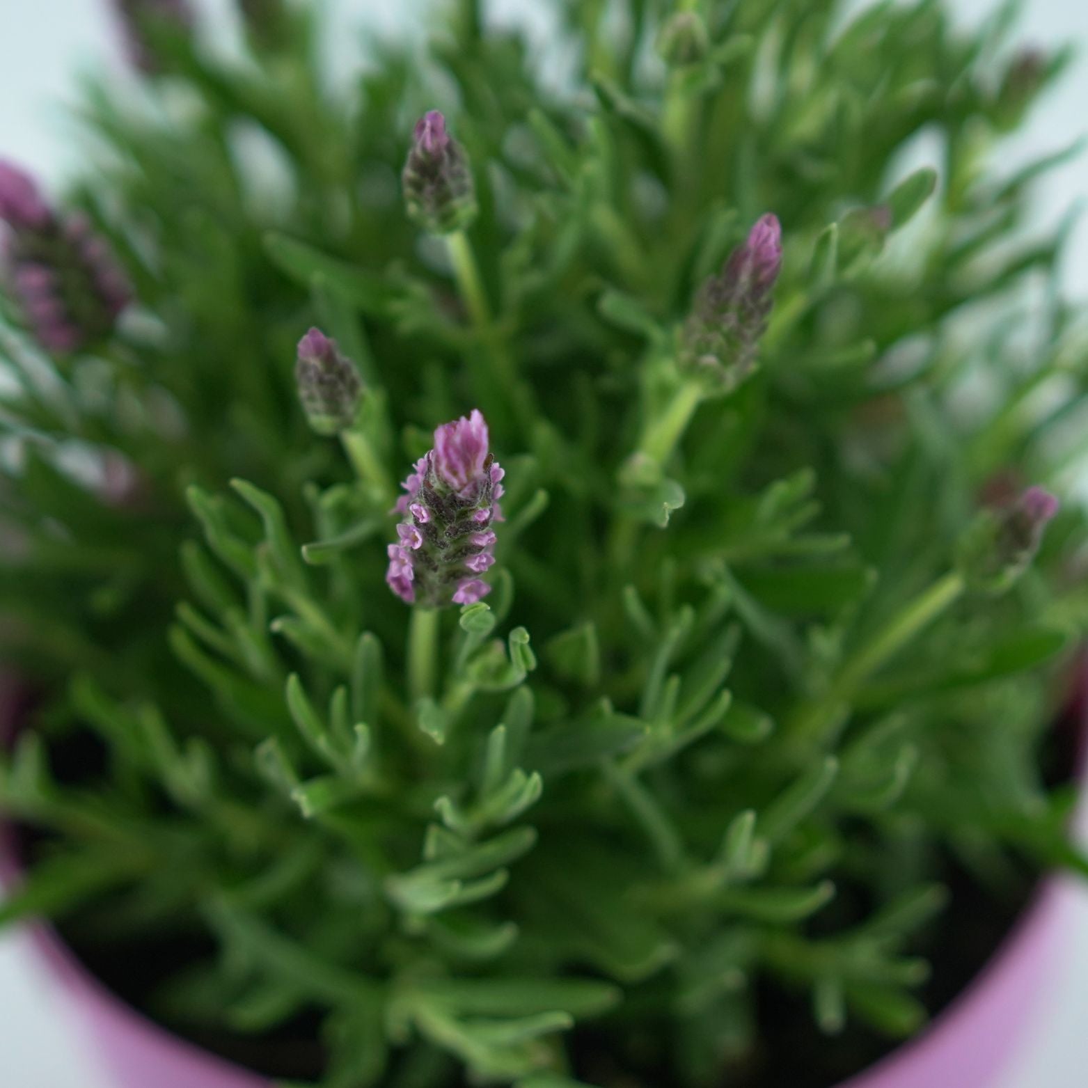 LAVANDULA STOECHAS 'PINK' Lawenda