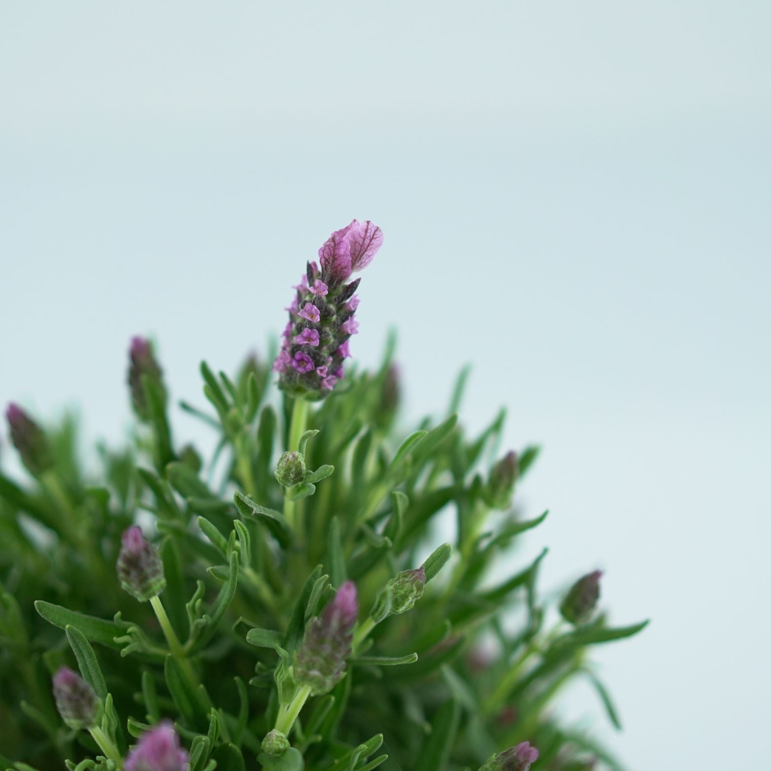 LAVANDULA STOECHAS 'PINK' Lawenda