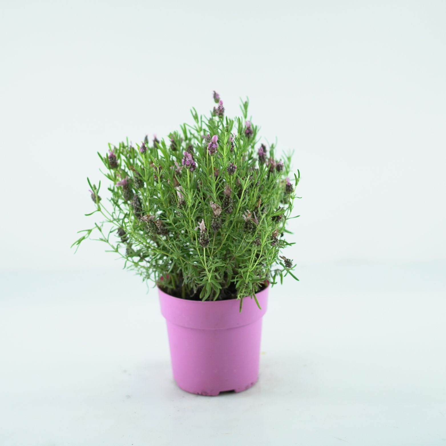 LAVANDULA STOECHAS 'PINK' Lawenda