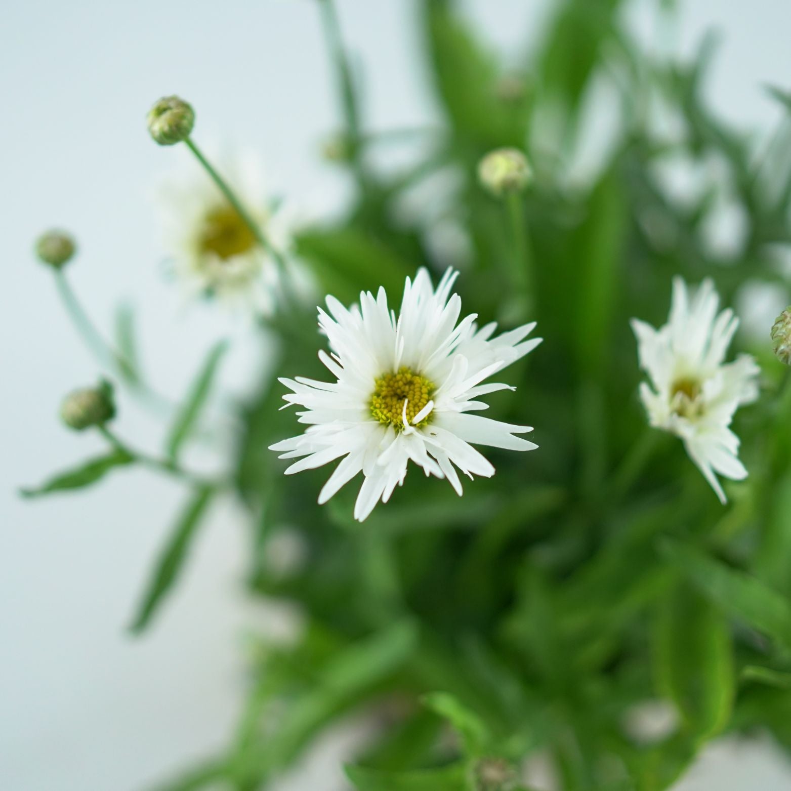 LEUCANTHEMUM Złocień