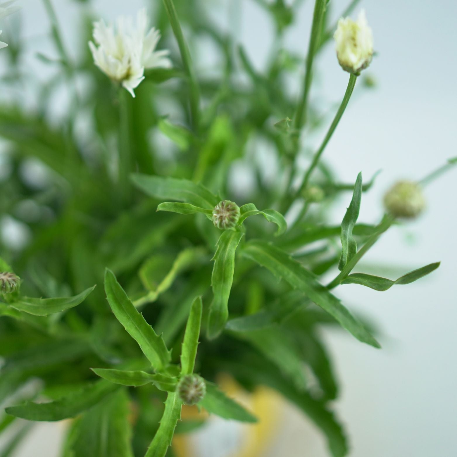 LEUCANTHEMUM Złocień