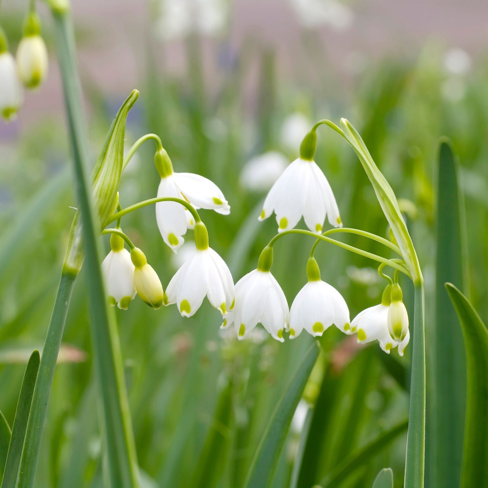 LEUCOJUM AESTIVUM Śnieżyca letnia