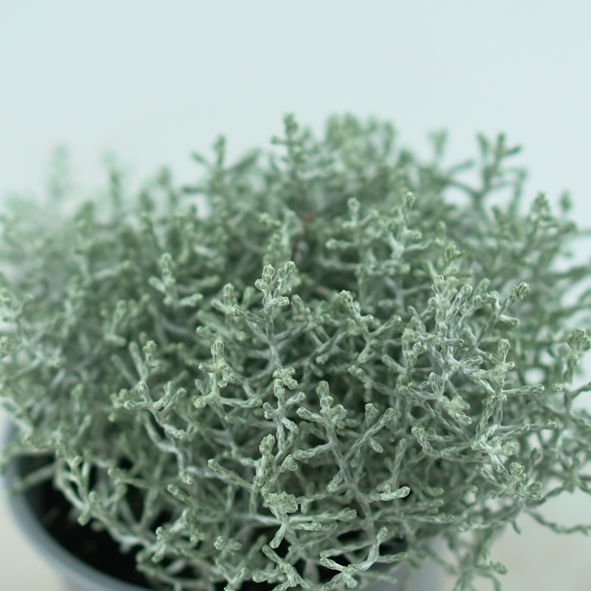 LEUCOPHYTA BROWNII Kalocefalus Browna