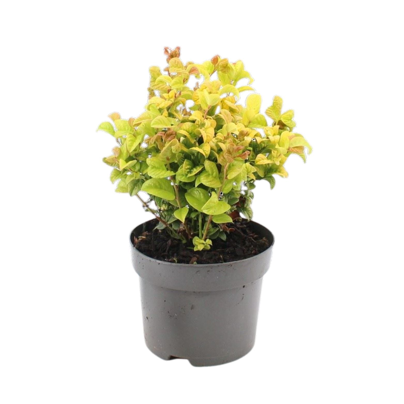 LEUCOTHOE AXILLARIS 'Curly Gold' Kiścień