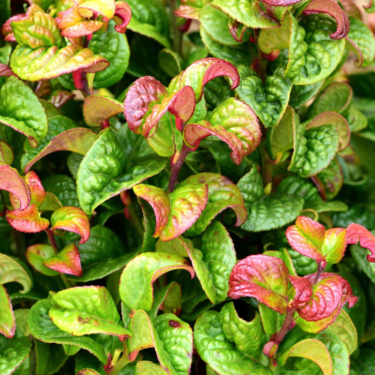 LEUCOTHOE AXILLARIS 'Curly Gold' Kiścień