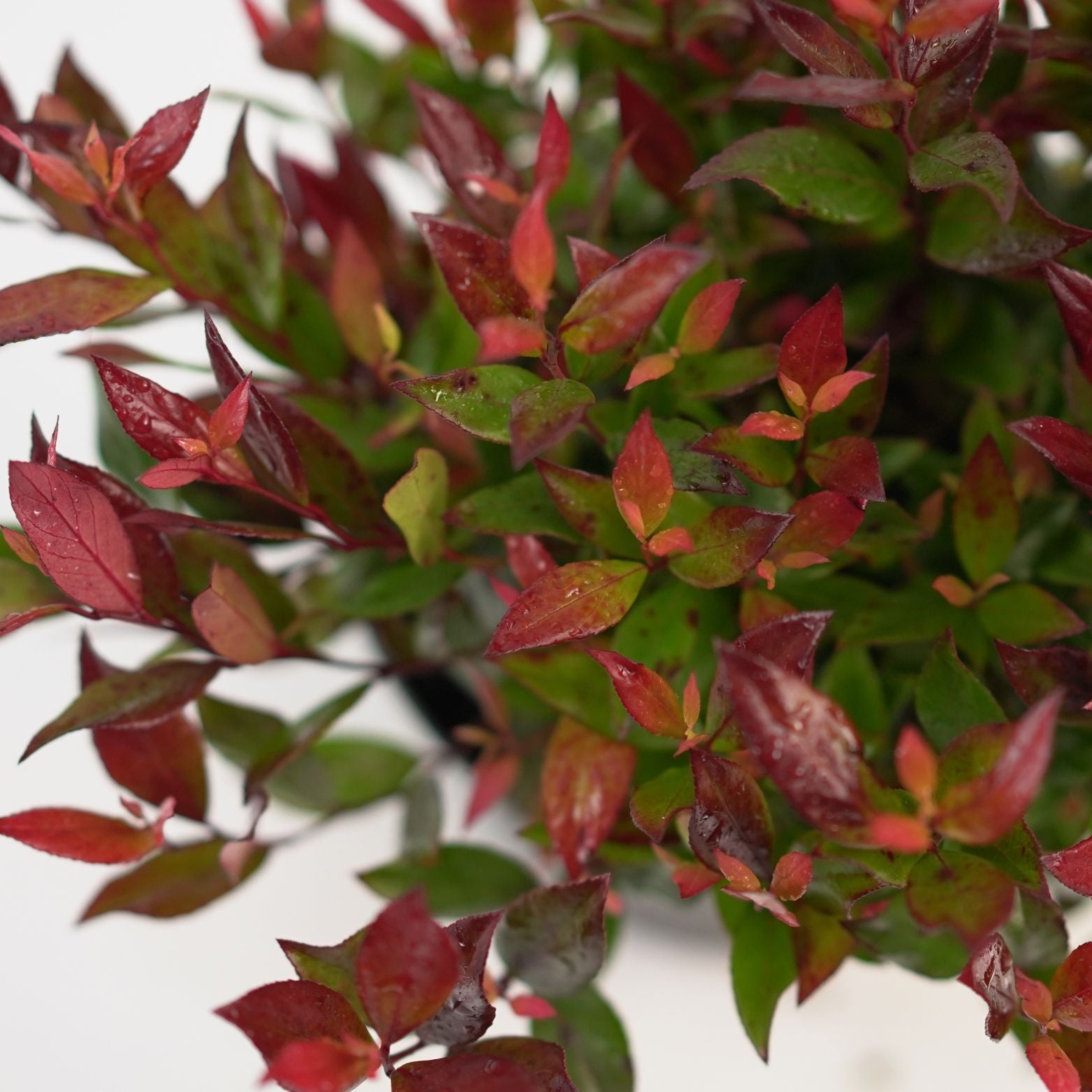 LEUCOTHOE AXILLARIS 'LITTLE FLAMES' Kiścień
