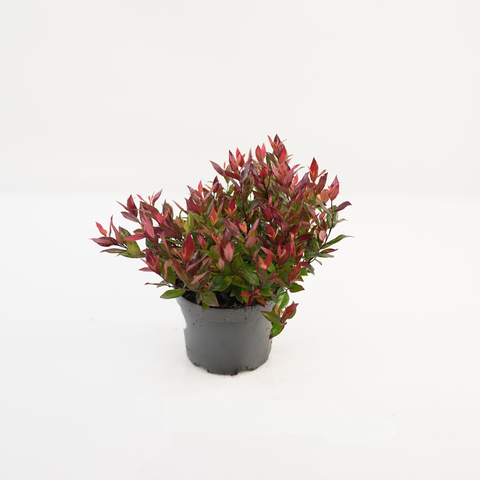 LEUCOTHOE AXILLARIS 'LITTLE FLAMES' Kiścień