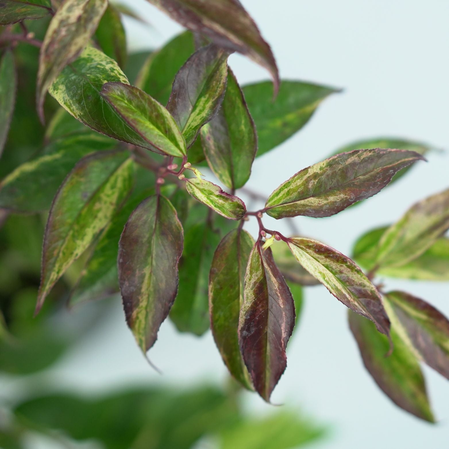 LEUCOTHOE-FONTANESIANA-RAINBOW-Kiscien-wawrzynowaty
