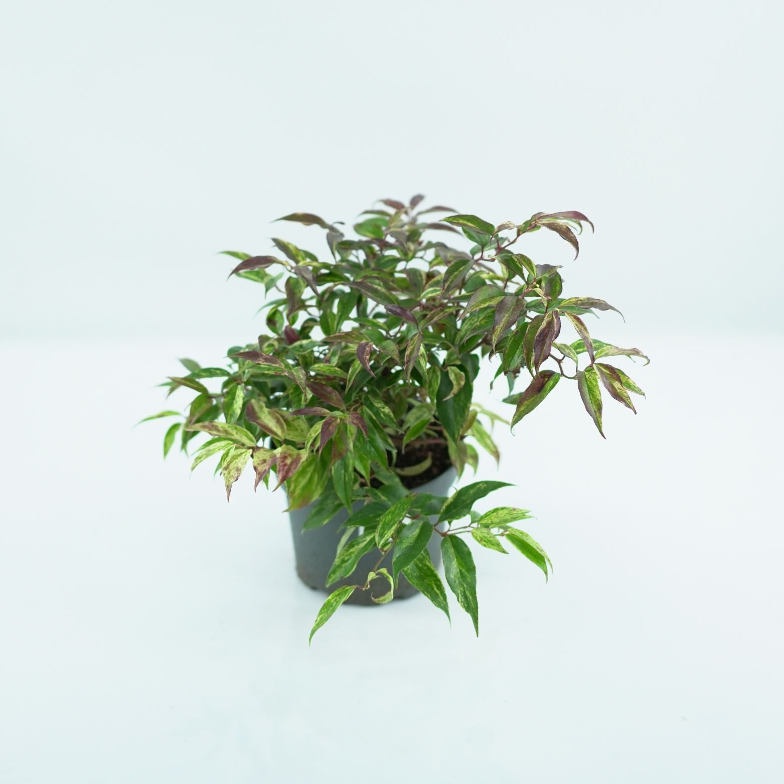 LEUCOTHOE-FONTANESIANA-RAINBOW-Kiscien-wawrzynowaty-1