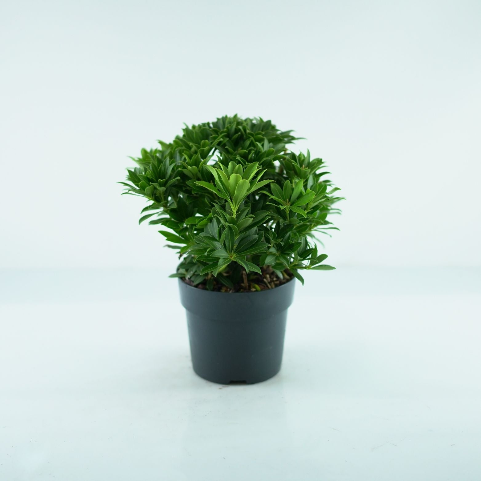 LEUCOTHOE WALTERI 'Firestar' Kiścień