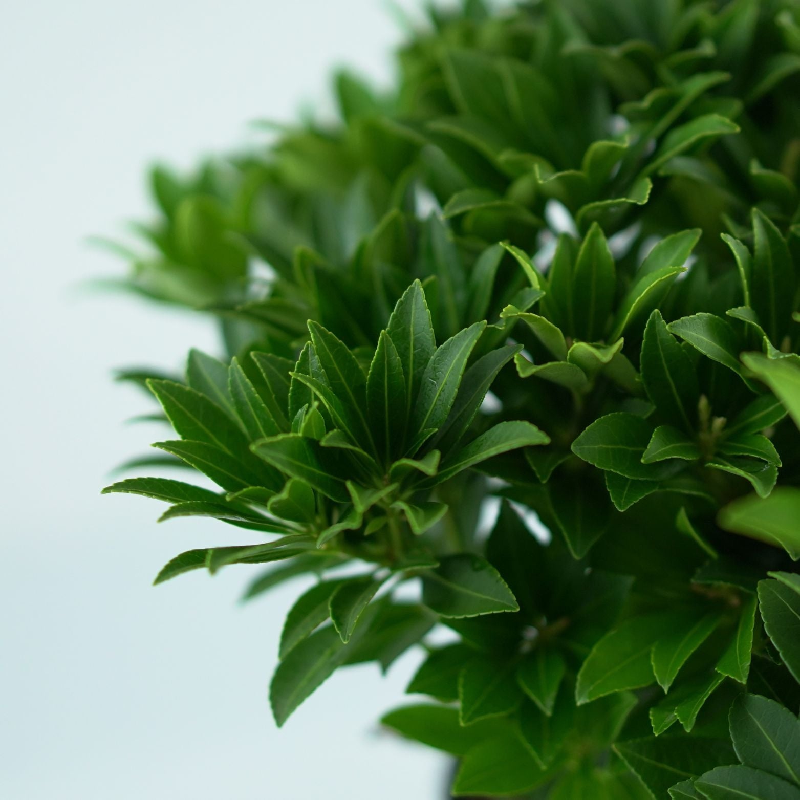 LEUCOTHOE WALTERI 'Firestar' Kiścień
