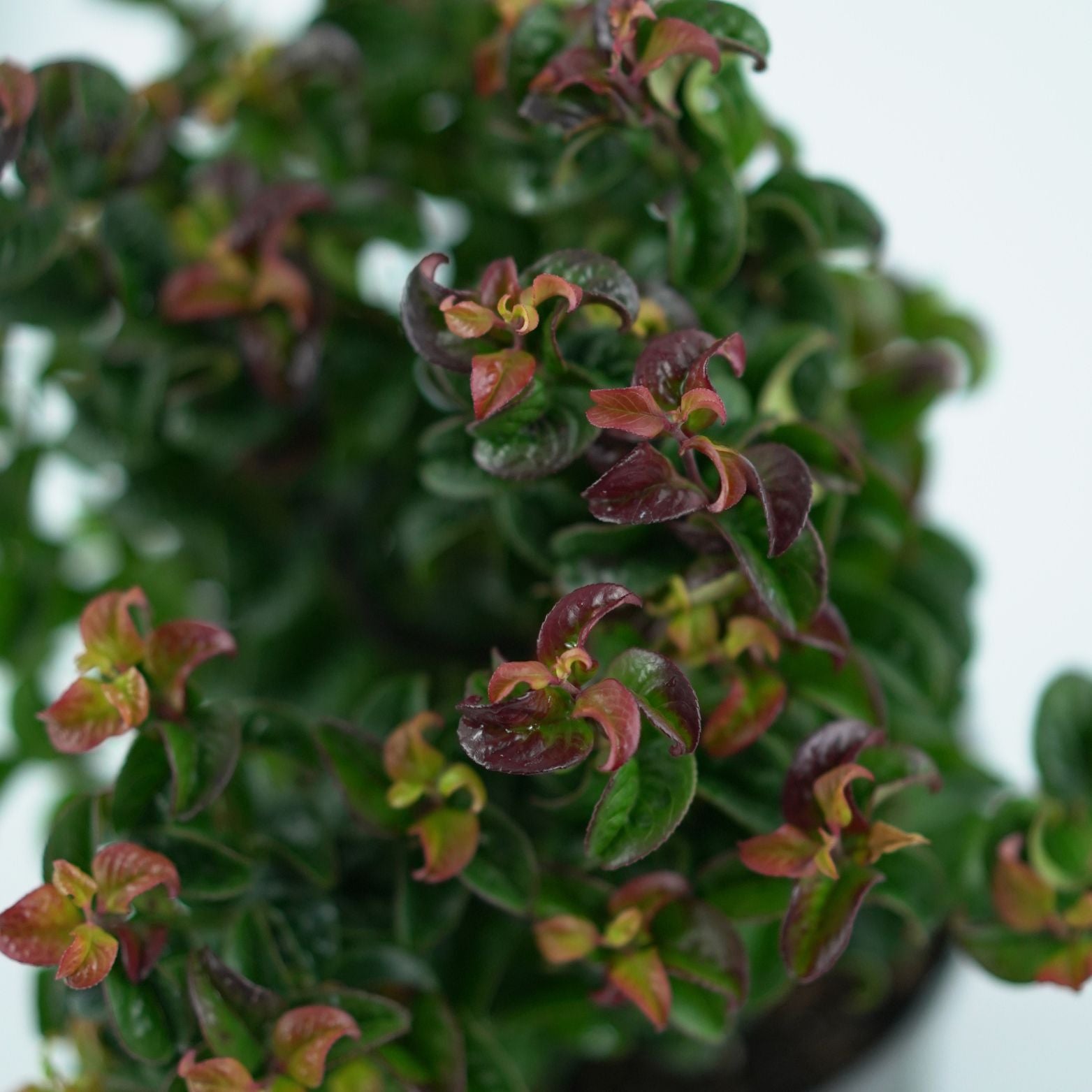 LEUCOTHOE AXILLARIS 'CURLY RED' Kiścień