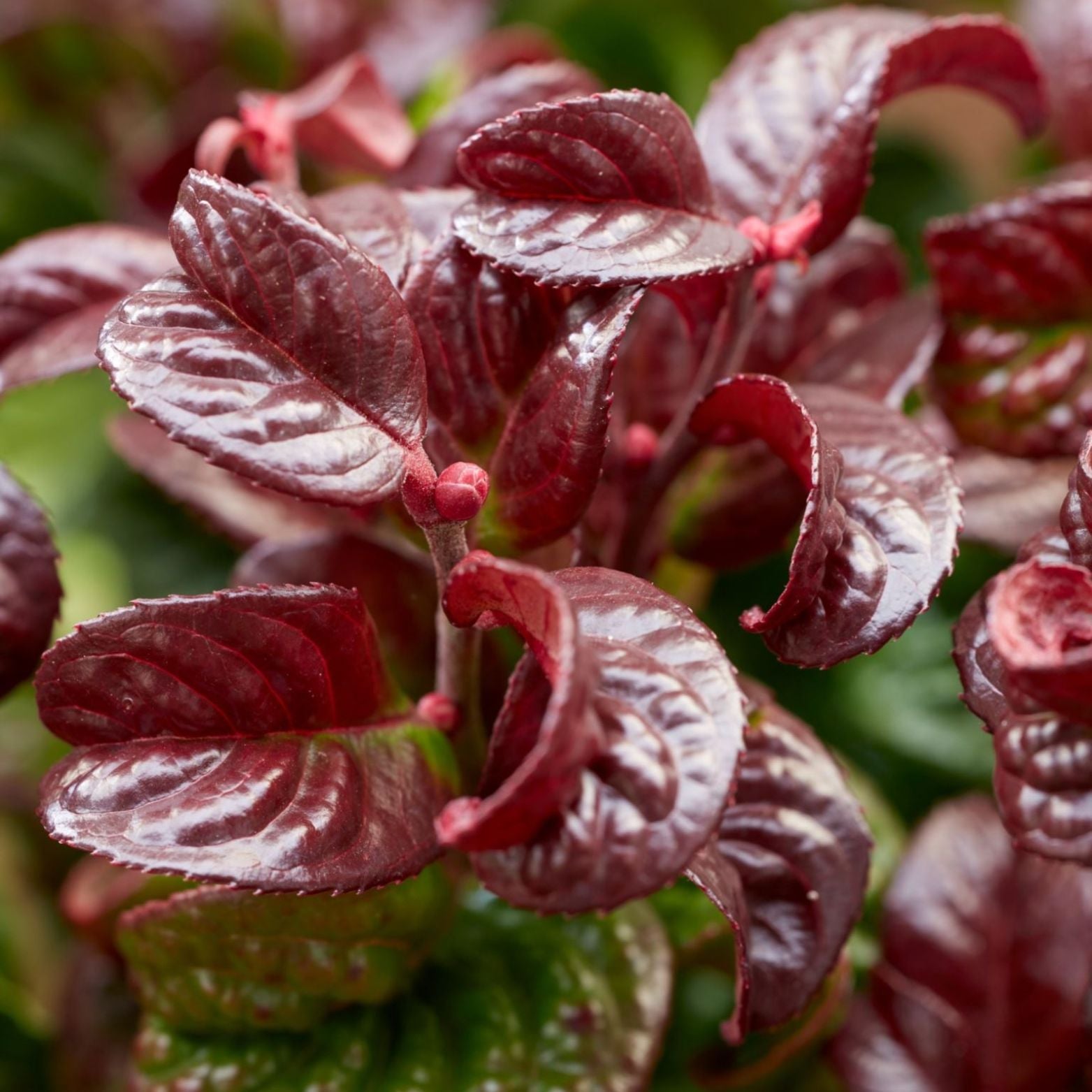 LEUCOTHOE AXILLARIS 'CURLY RED' Kiścień