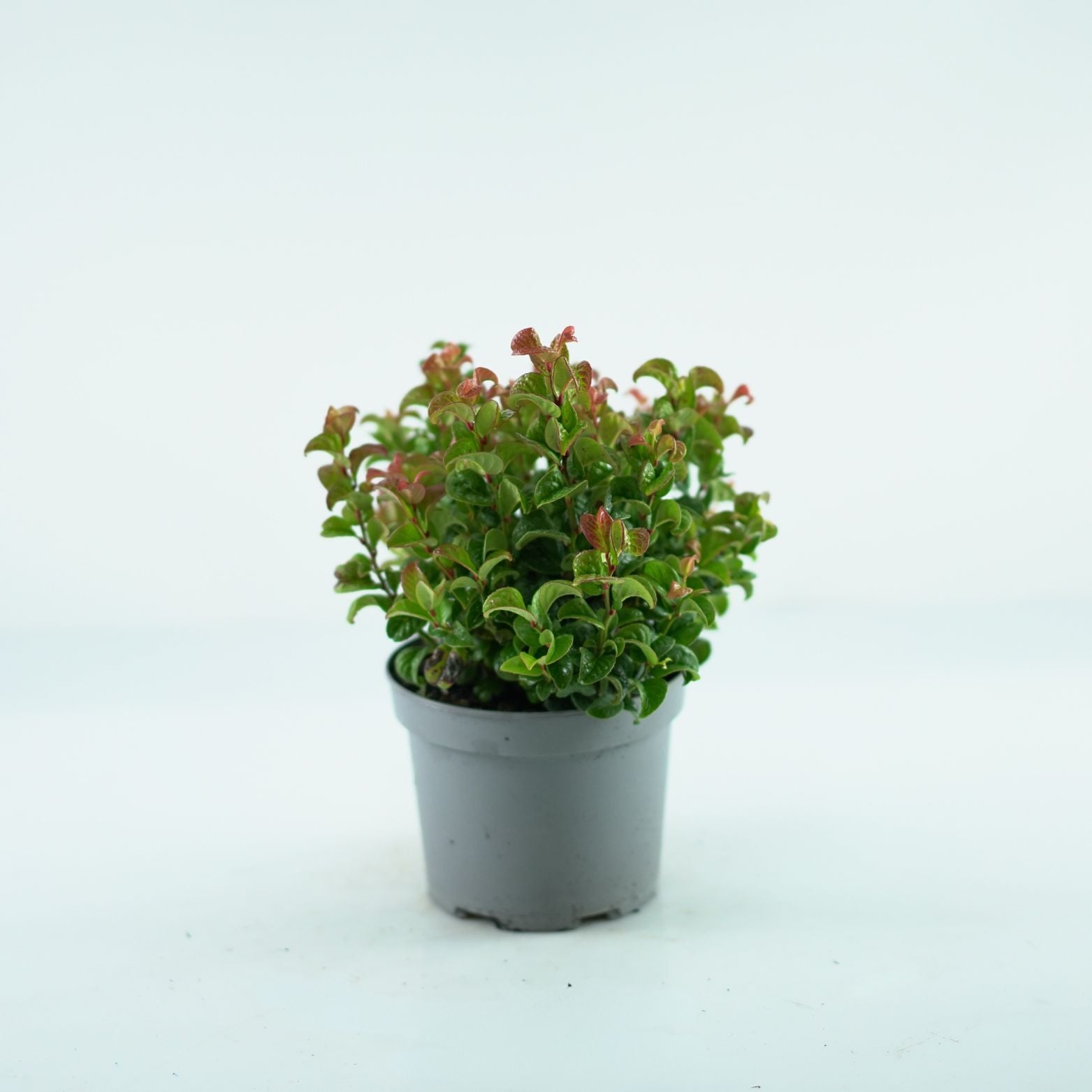 LEUCOTHOE AXILLARIS 'CURLY RED' Kiścień