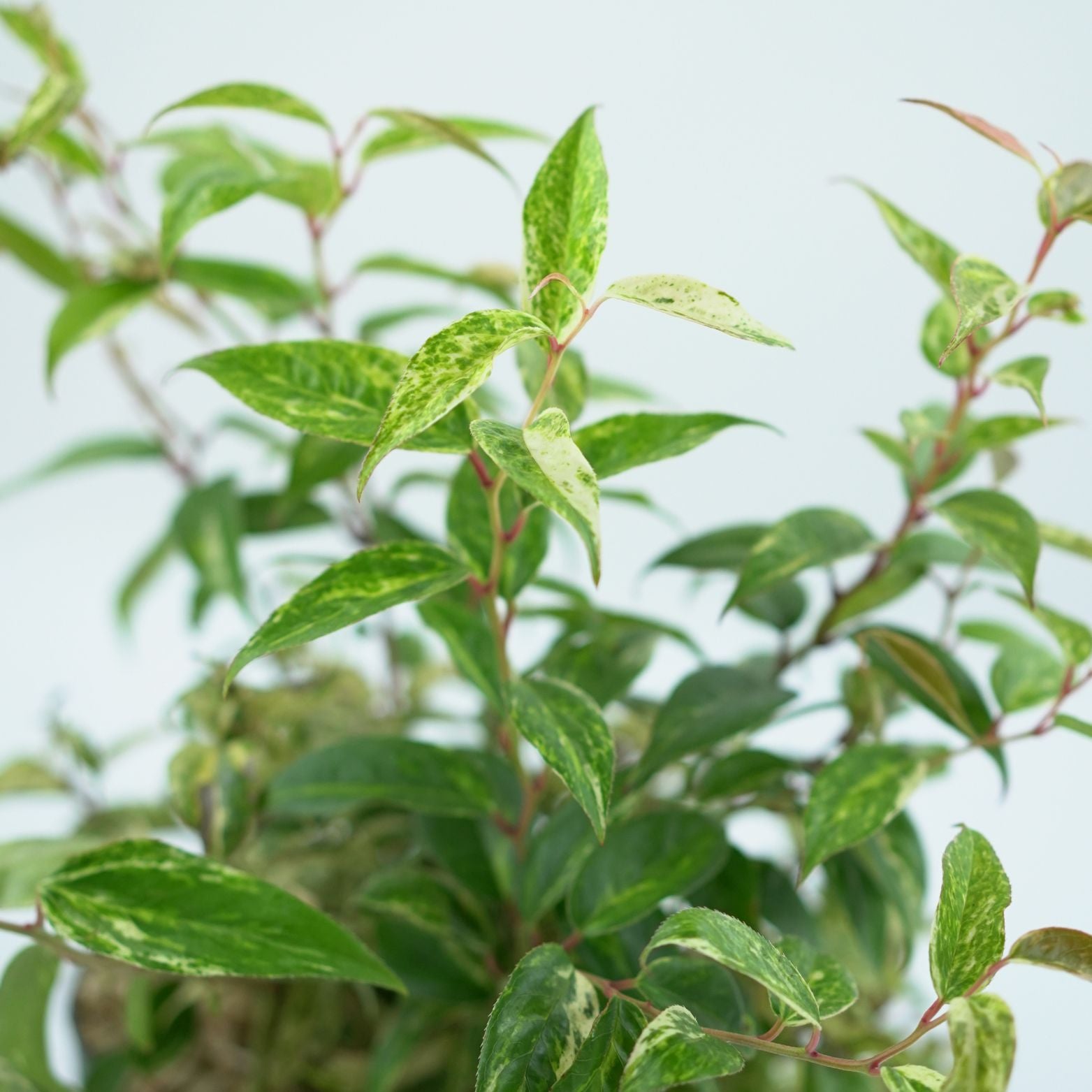 LEUCOTHOE FONTANESIANA 'MAKIJAŻ' Kiścień wawrzynowaty