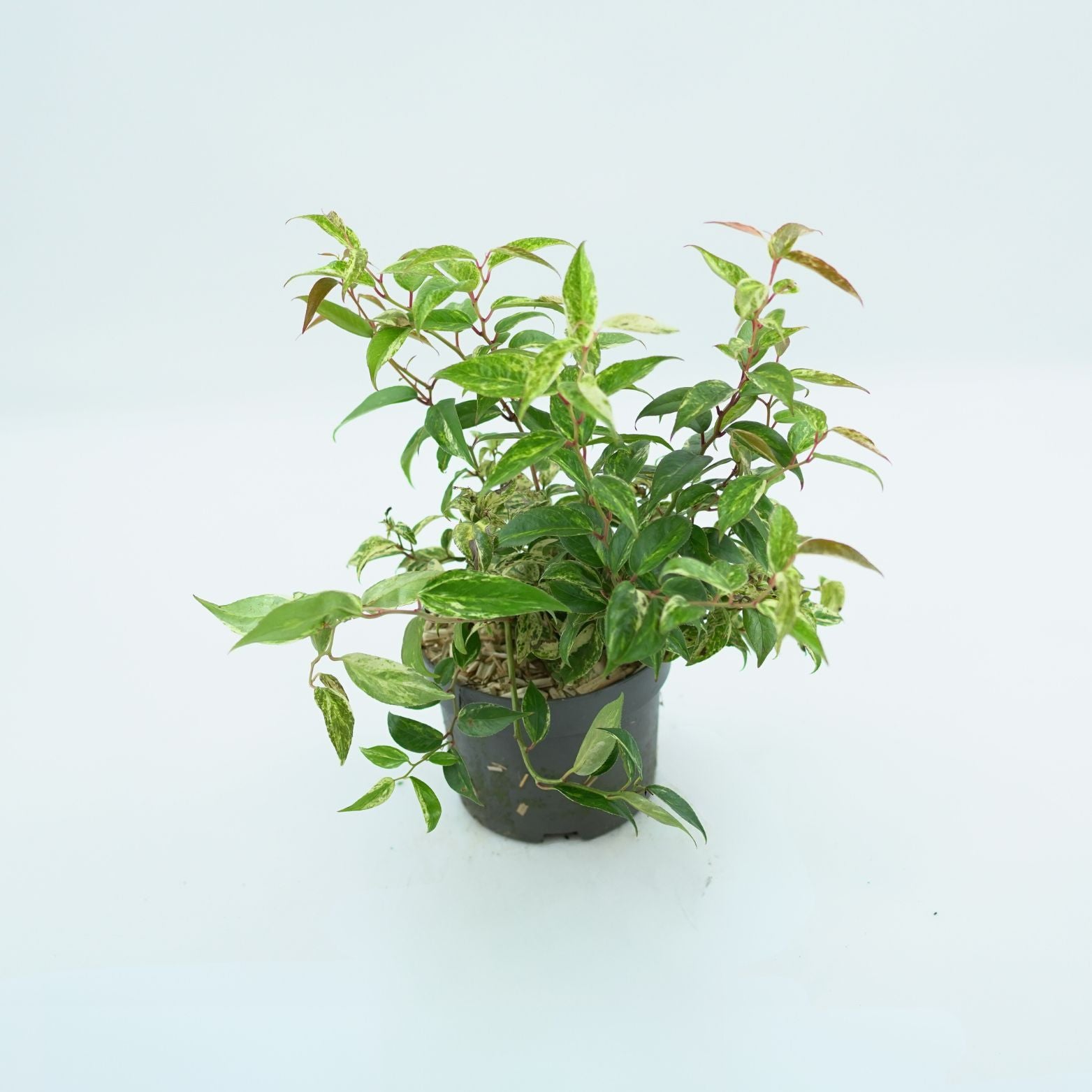 LEUCOTHOE FONTANESIANA 'MAKIJAŻ' Kiścień wawrzynowaty