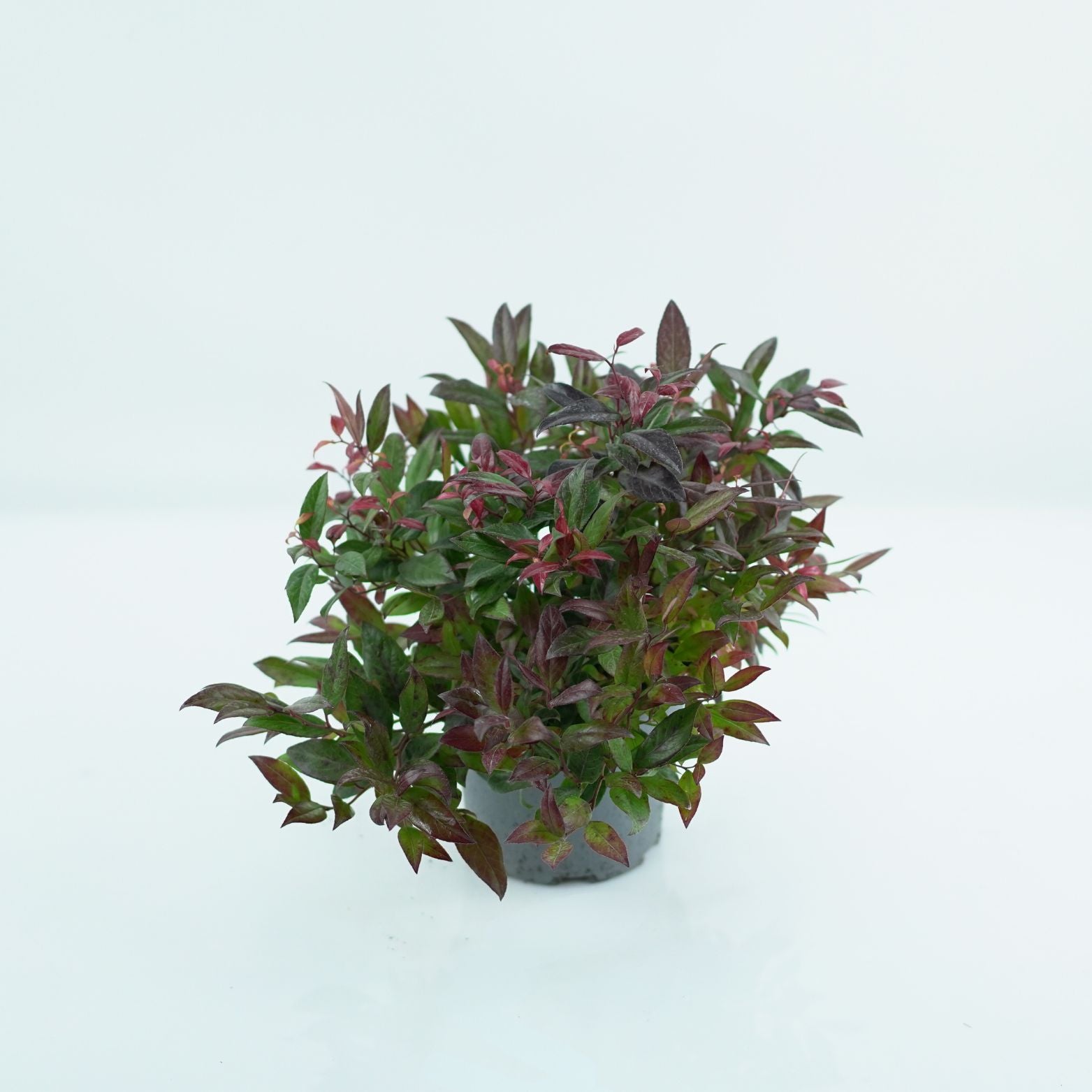 LEUCOTHOE FONTANESIANA 'ZEBLID' Kiścień wawrzynowaty